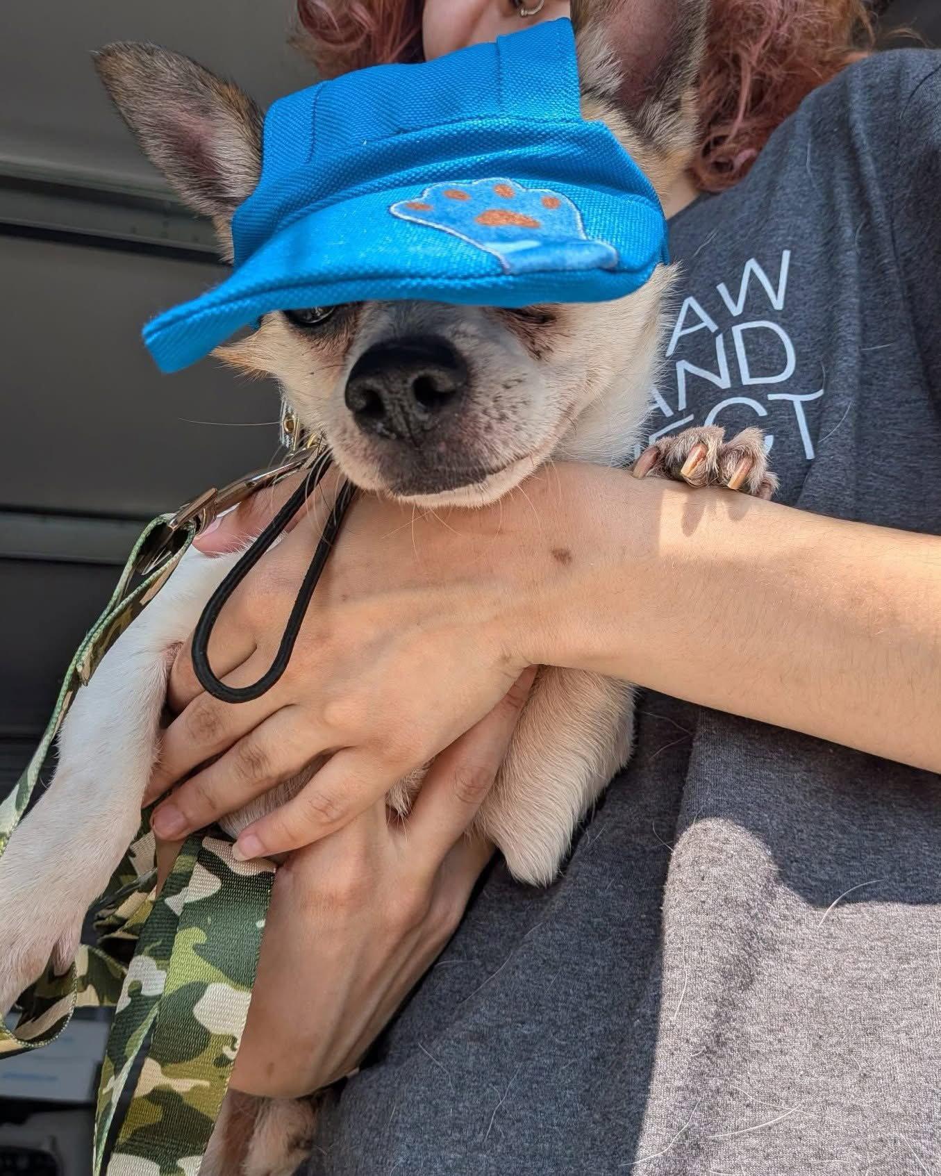 Enlarge Bugsy, a Adoptable Chihuahua in Cincinnati, OH image 3/3