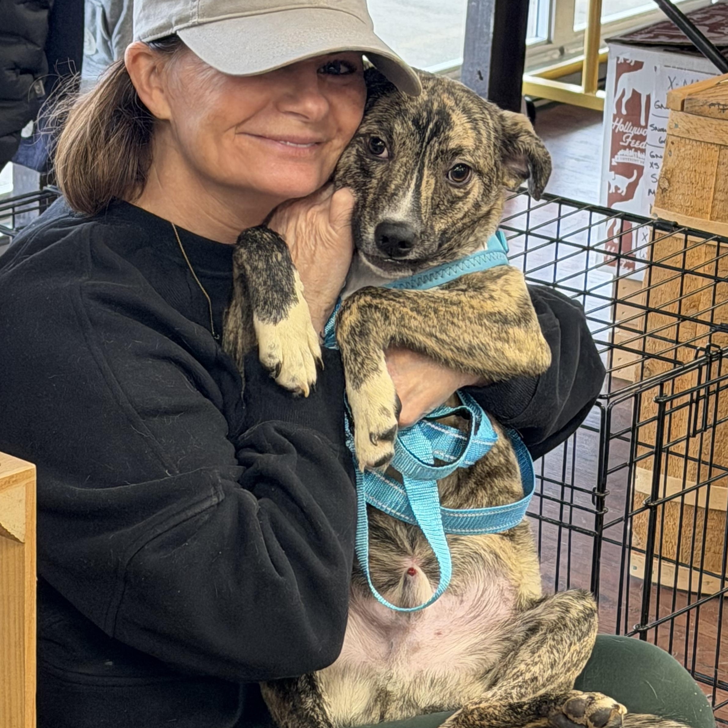 Enlarge Sweet Potato, a Adoptable Mixed Breed in Kittery, ME image 4/4