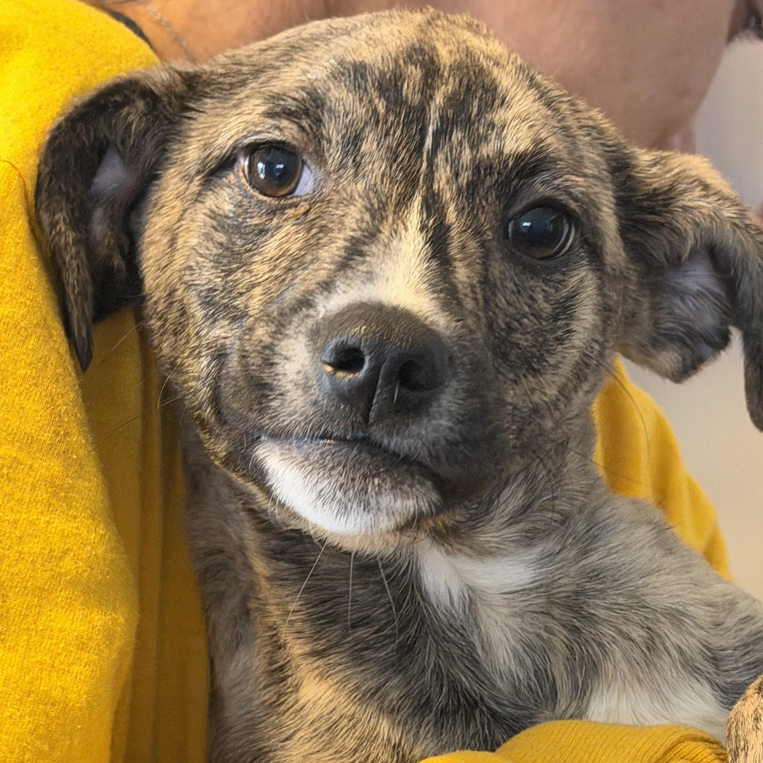 Sweet Potato, Adoptable, Young Male Mixed Breed.