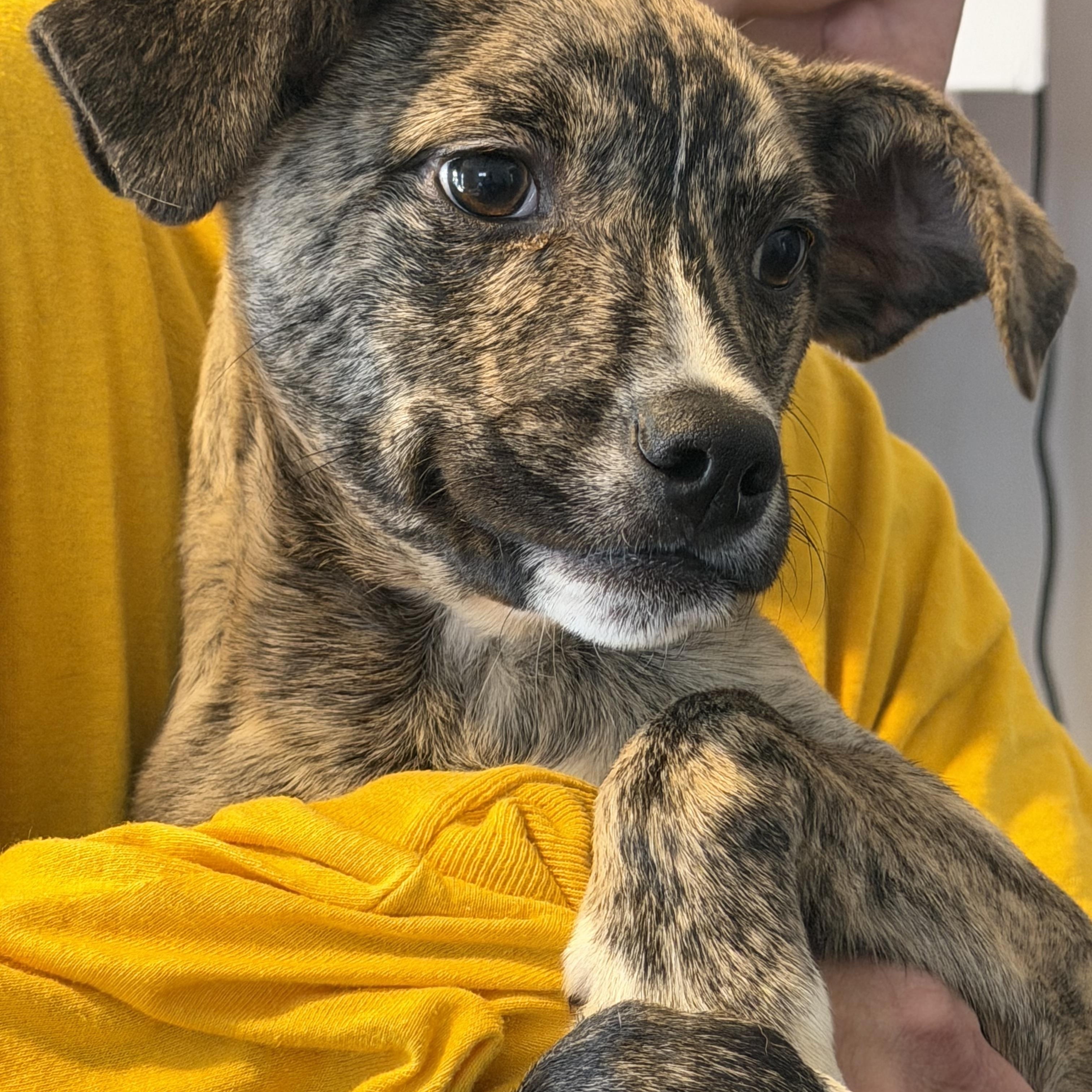 Enlarge Sweet Potato, a Adoptable Mixed Breed in Kittery, ME image 2/4