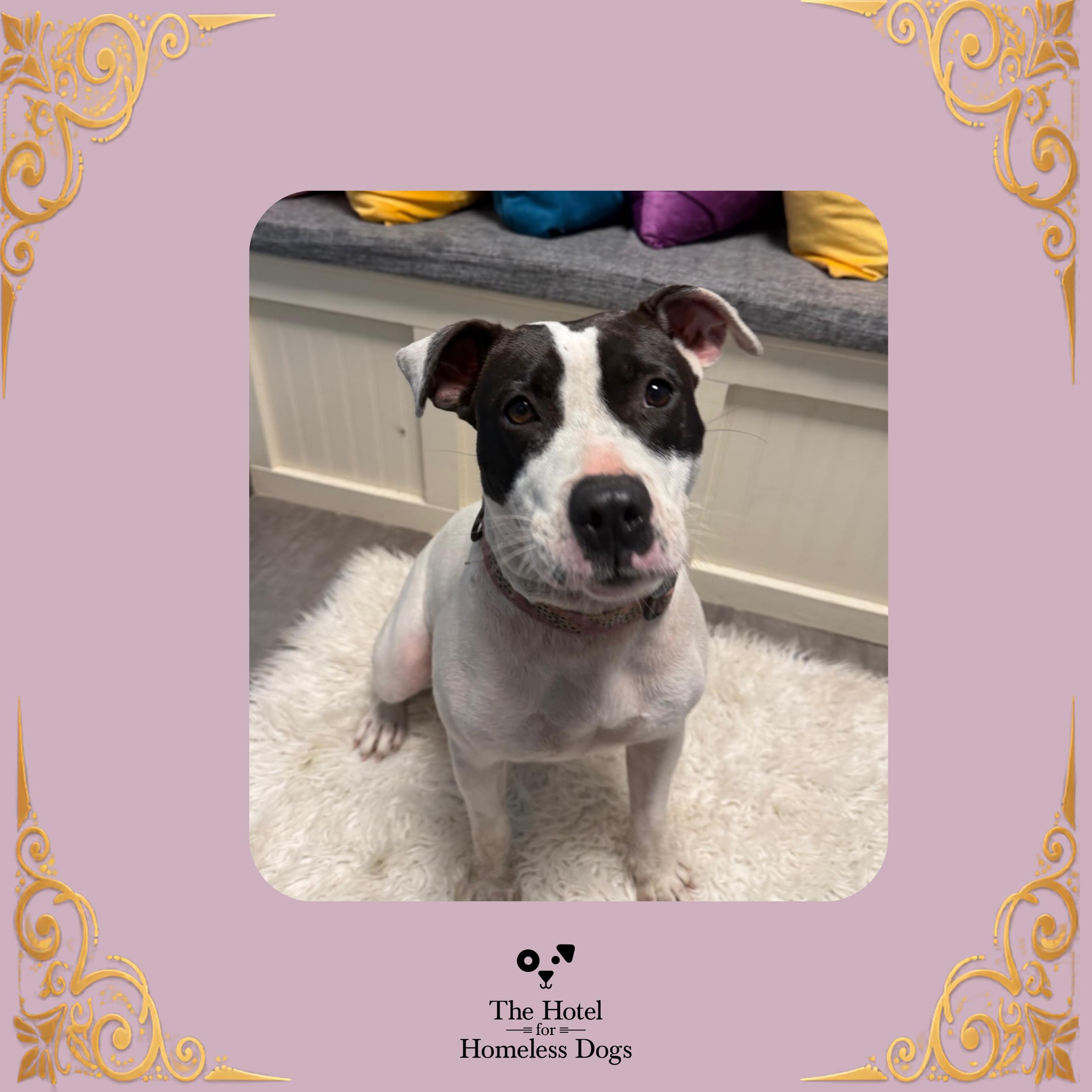 Willow, Adoptable, Adult Female American Staffordshire Terrier & Terrier.