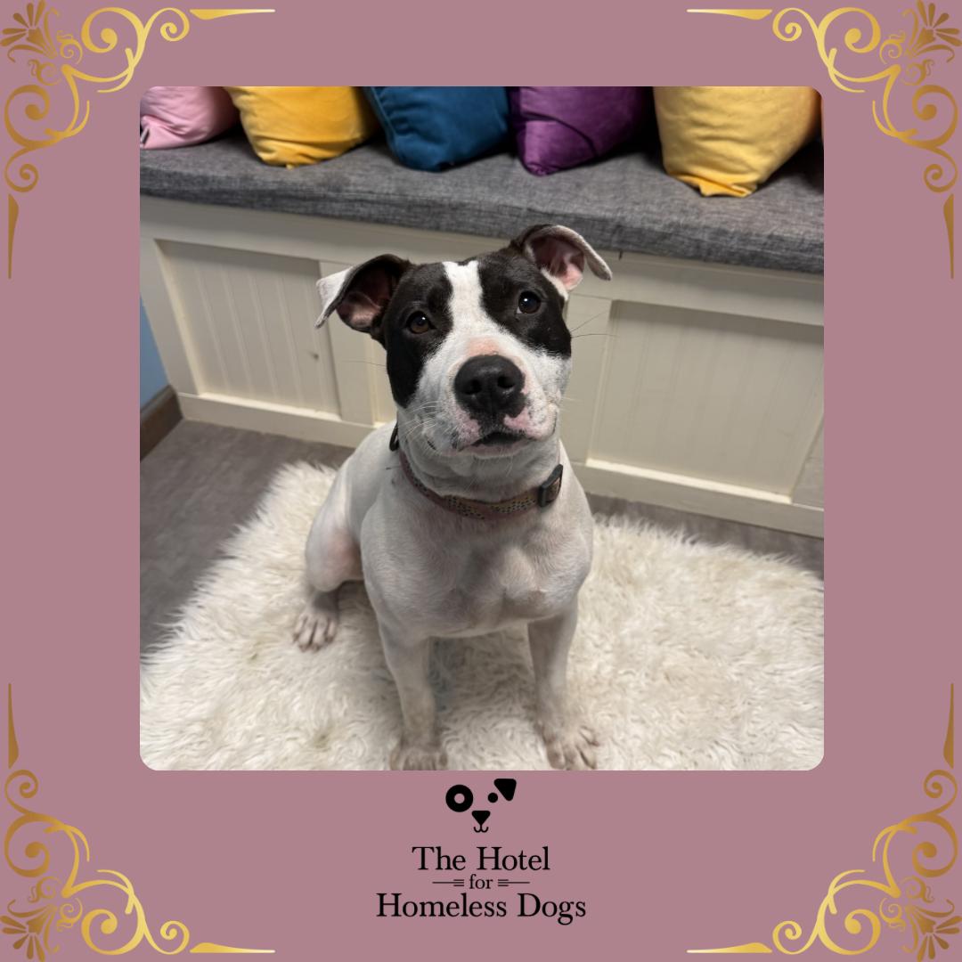 Willow, Adoptable, Adult Female American Staffordshire Terrier & Terrier.