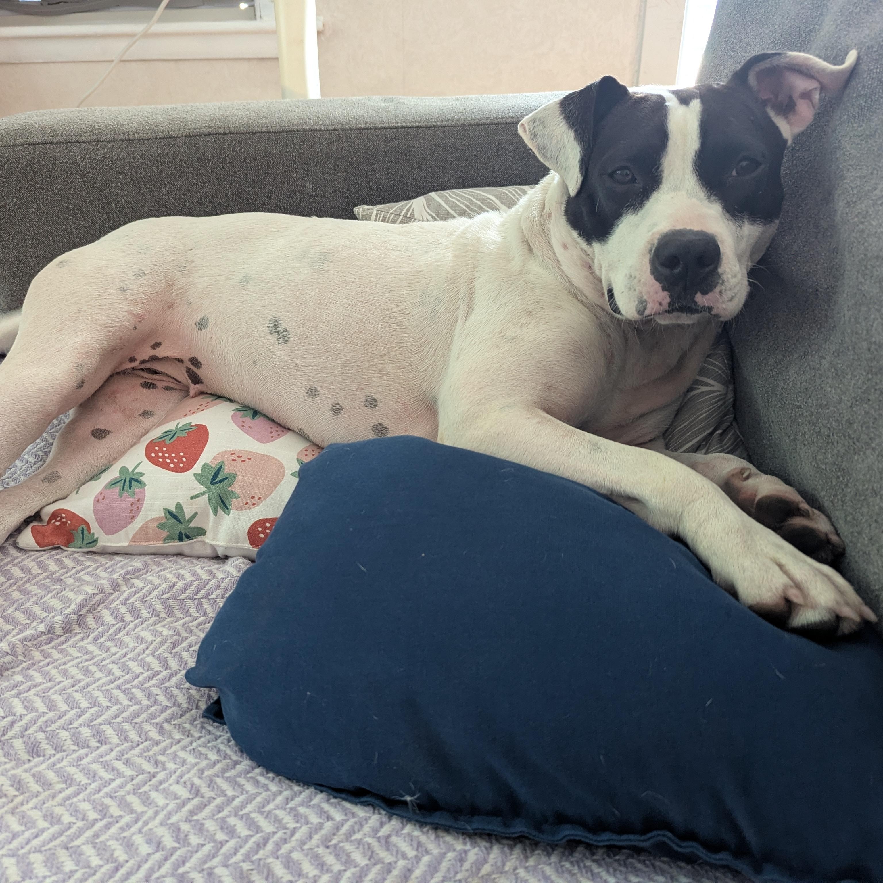 Enlarge Willow, a Adoptable mixed breed in Cumberland, RI image 6/6