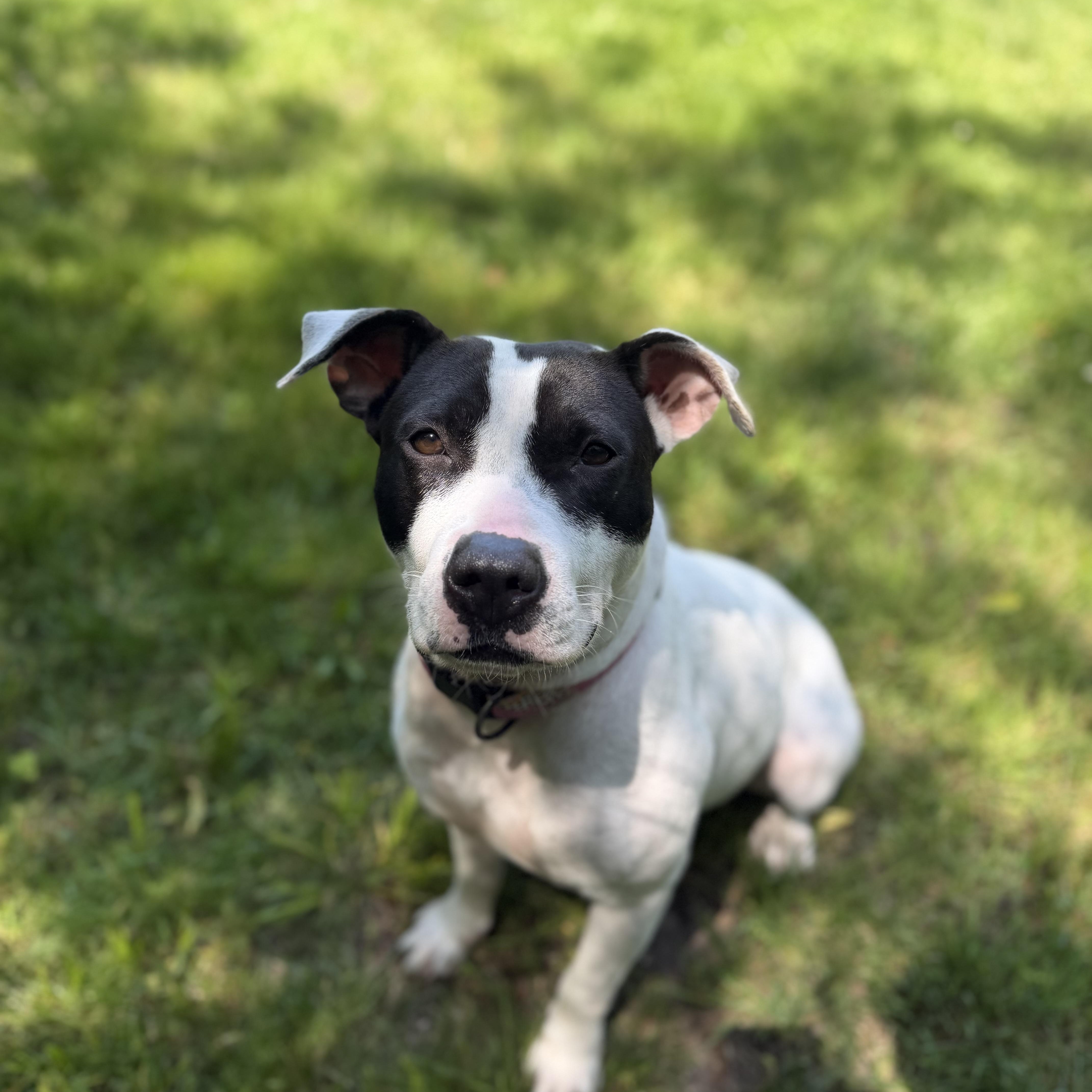 Enlarge Willow, a Adoptable mixed breed in Cumberland, RI image 3/6