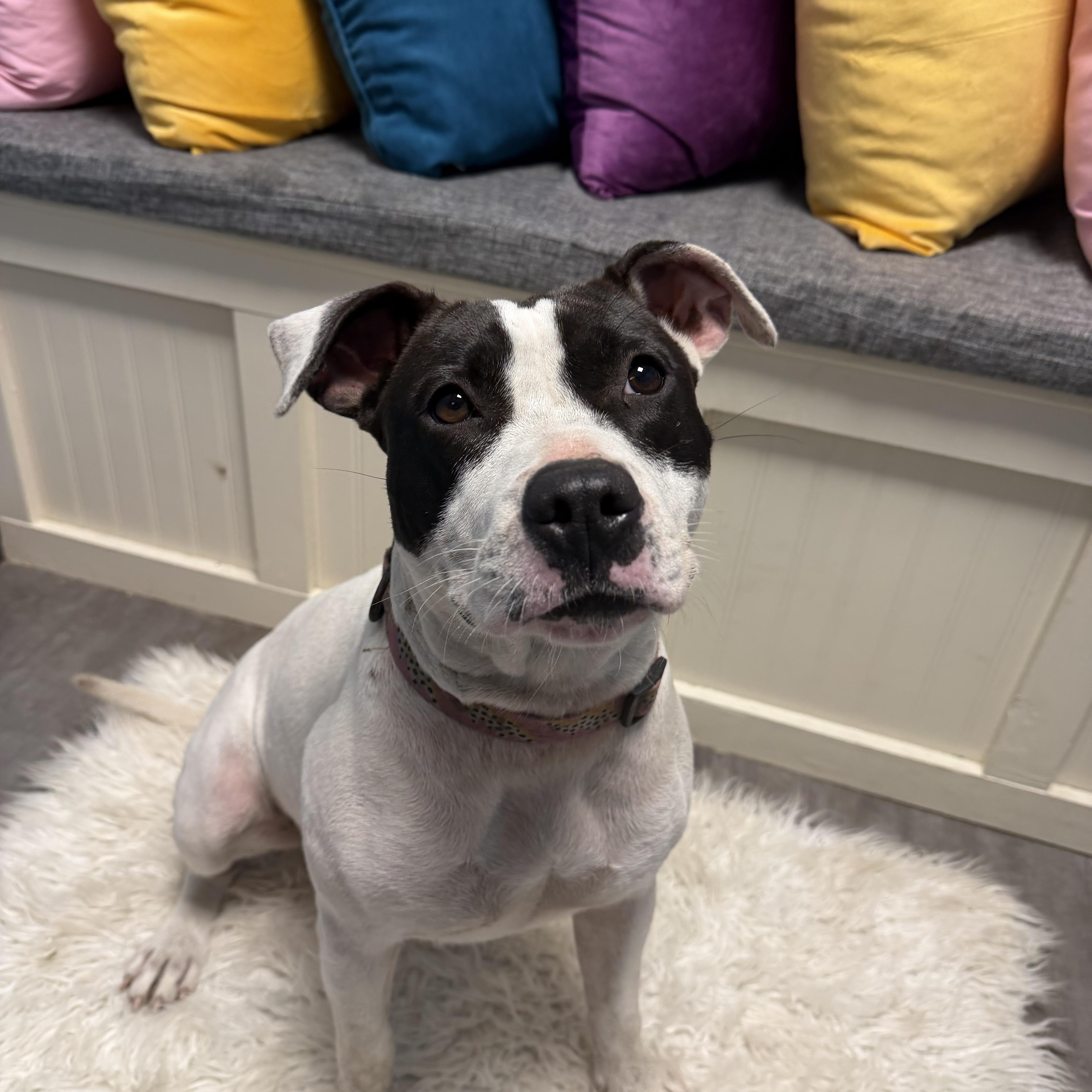 Enlarge Willow, a Adoptable mixed breed in Cumberland, RI image 2/6