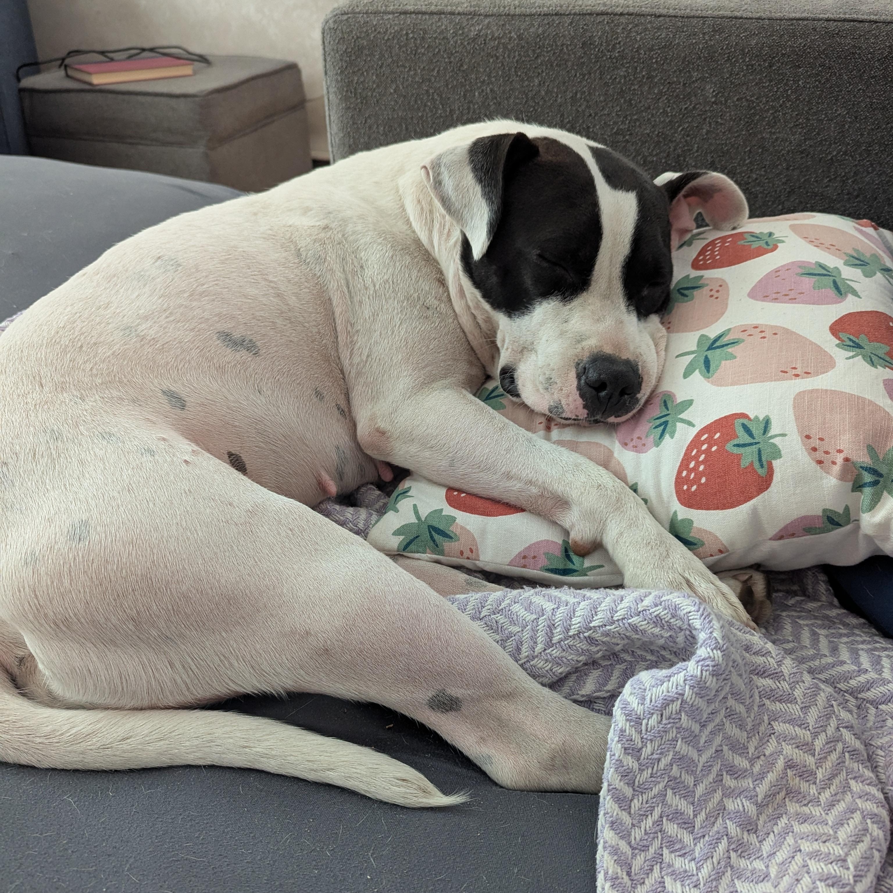 Enlarge Willow, a Adoptable mixed breed in Cumberland, RI image 5/6