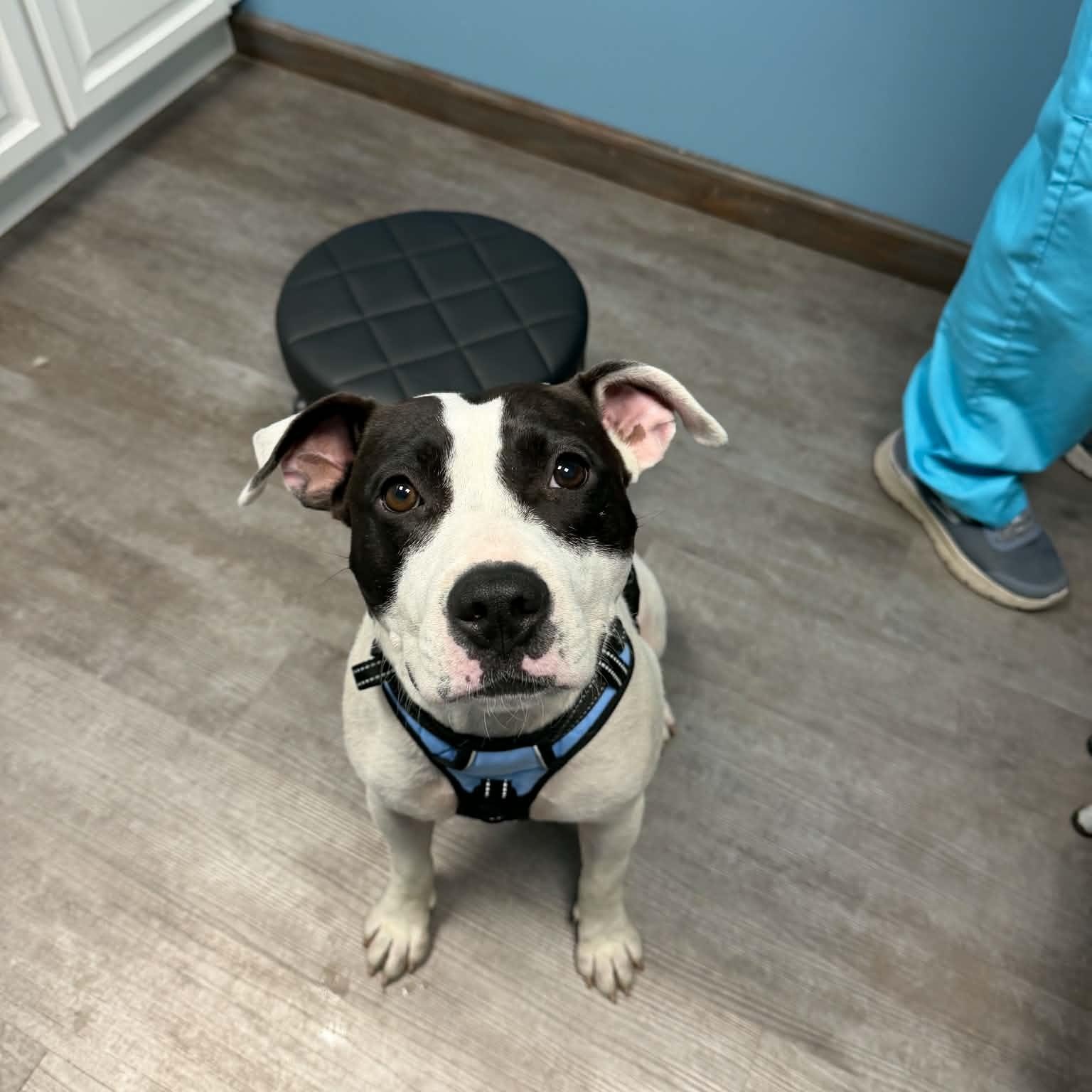 Enlarge Willow, a Adoptable mixed breed in Cumberland, RI image 4/6