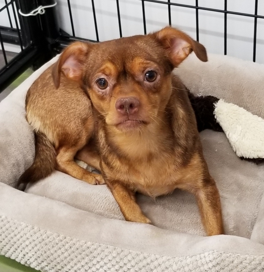 Pixie, Adoptable, Adult Female Chihuahua.