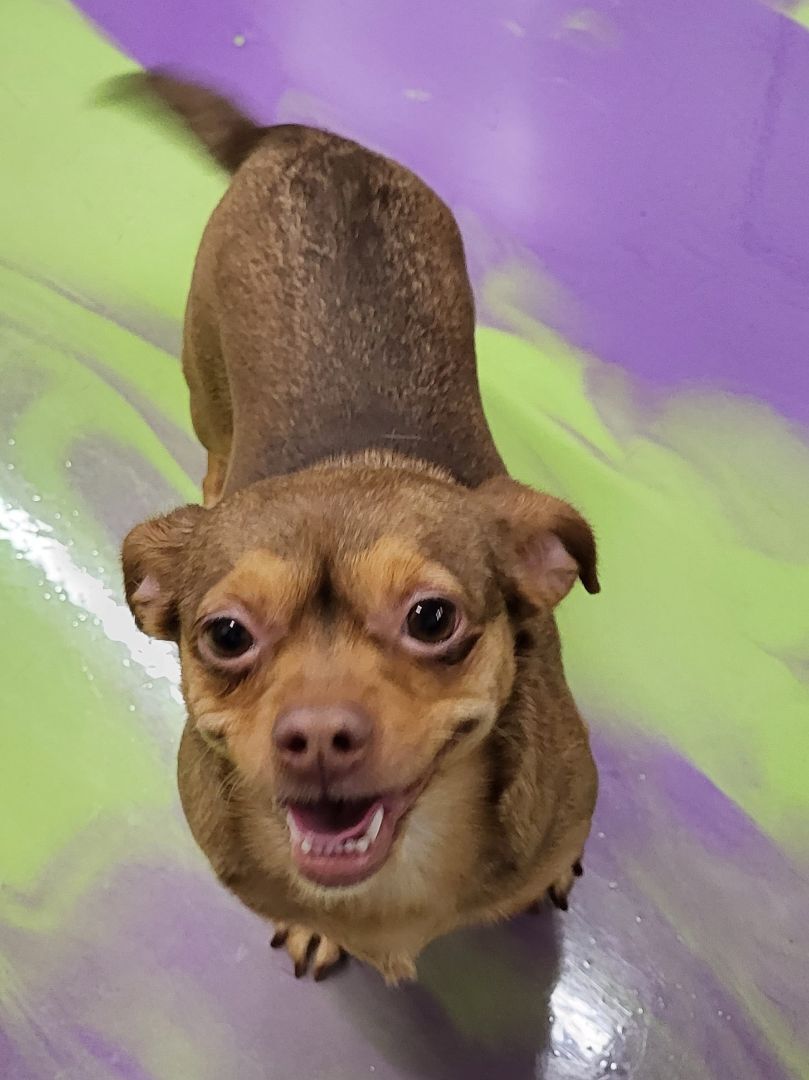 Pixie, a Adoptable mixed breed in Anna, IL image 5/10