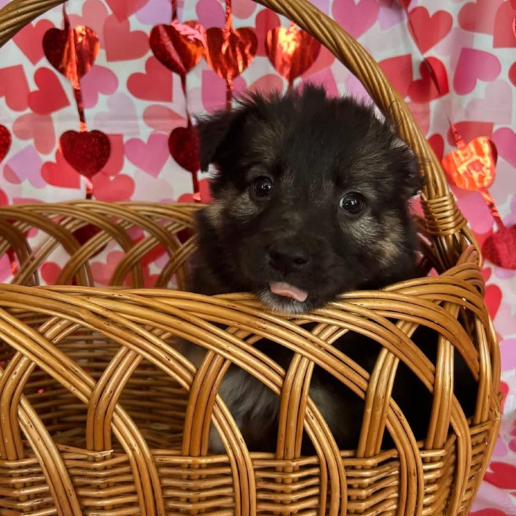 Galaga, a Adoptable Mixed Breed in Jackson, MO image 1/3