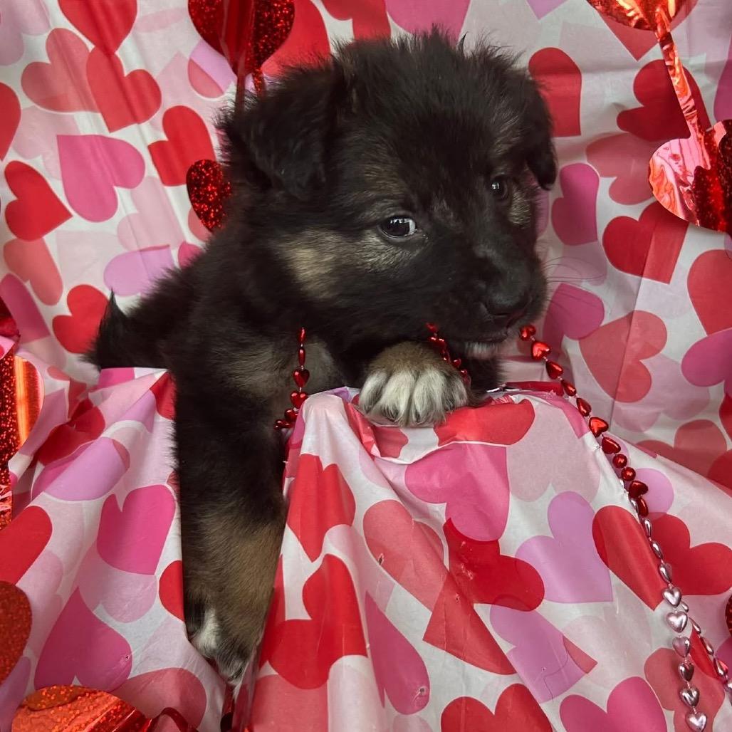 Galaga, a Adoptable Mixed Breed in Jackson, MO image 3/3