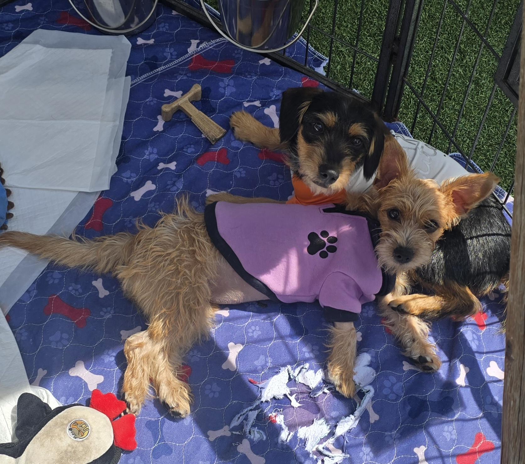 Ranger, a ADOPTABLE mixed breed in Stockton, CA image 2/6