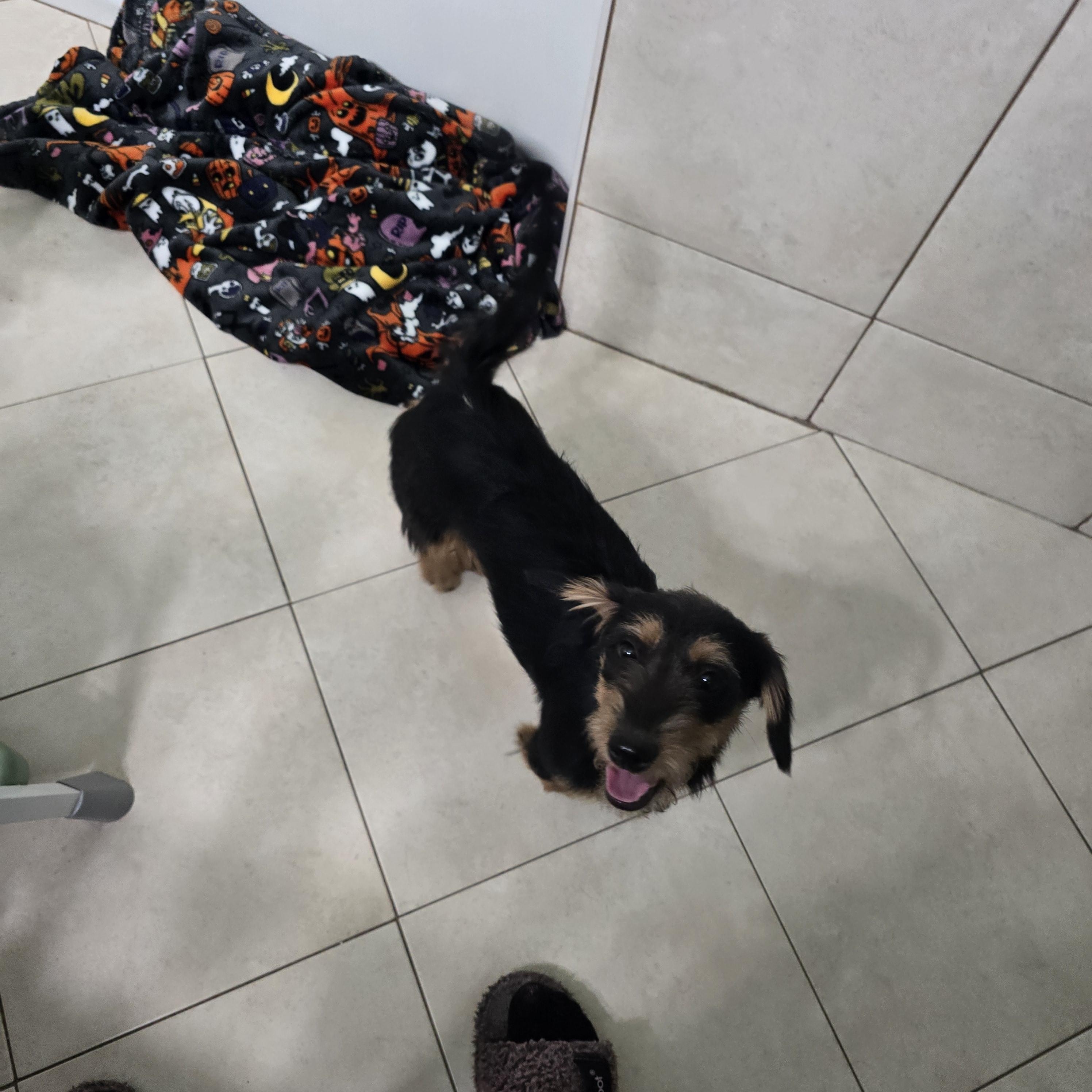 Ranger, a ADOPTABLE mixed breed in Stockton, CA image 5/6