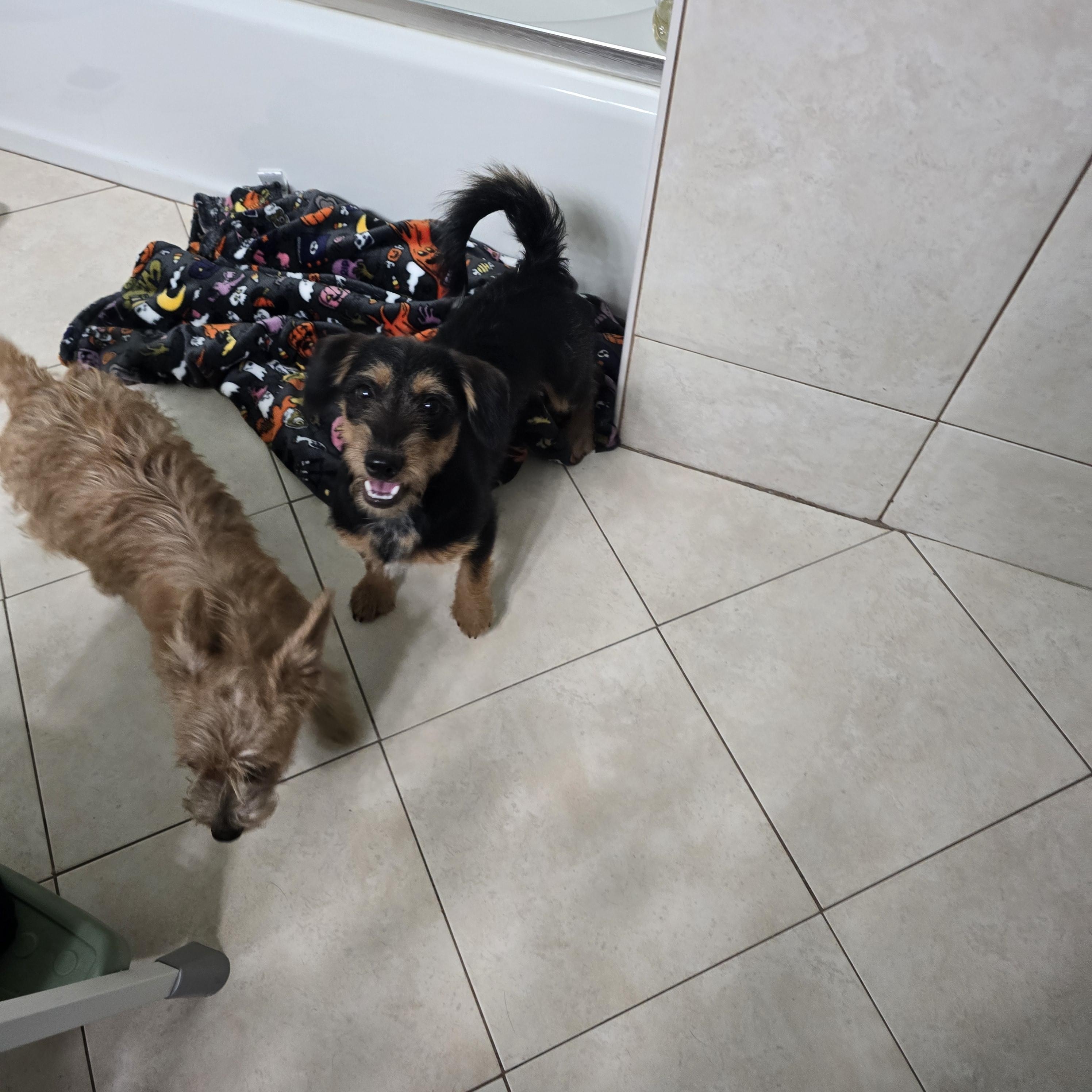 Ranger, a ADOPTABLE mixed breed in Stockton, CA image 4/6