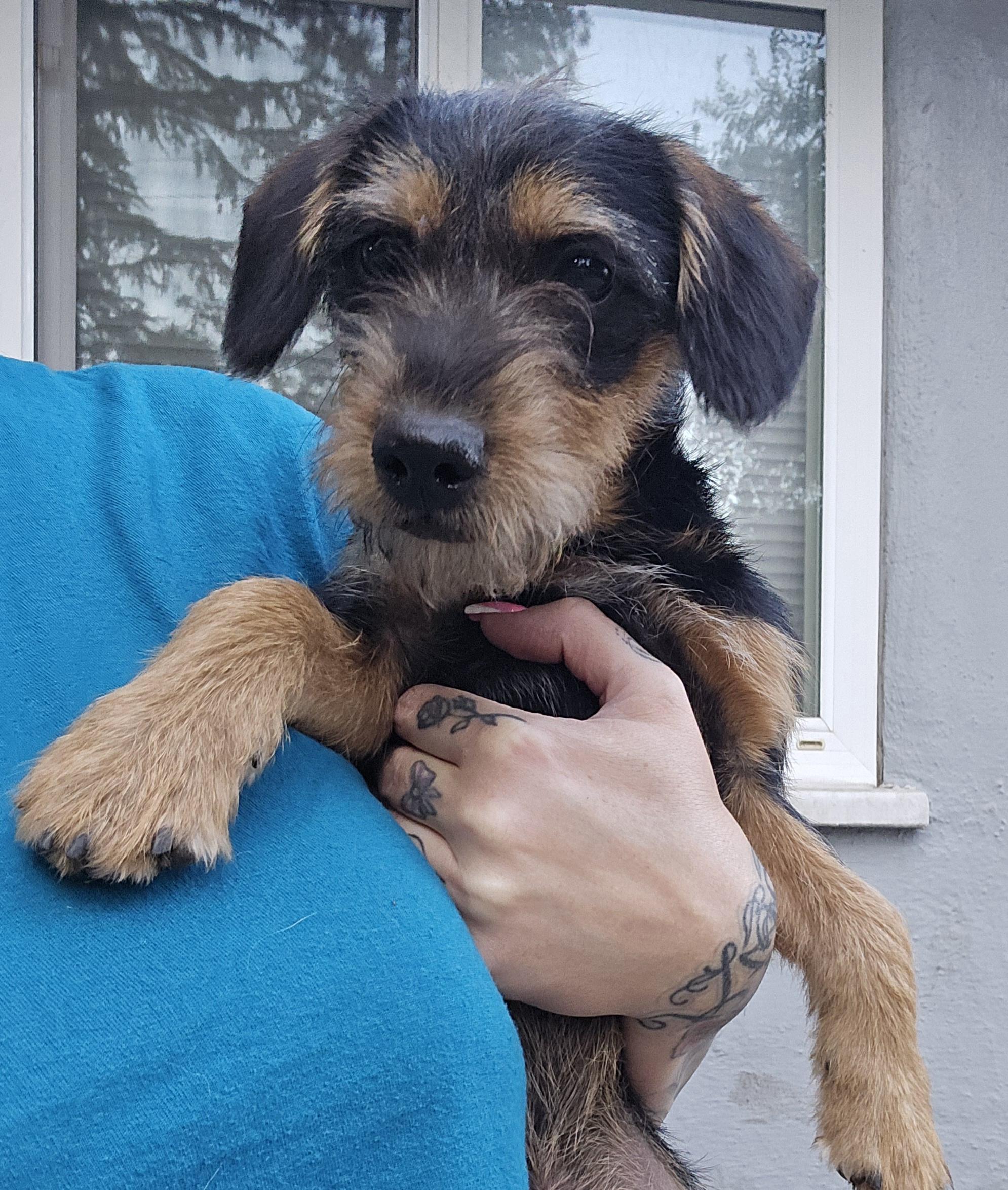 Ranger, a ADOPTABLE mixed breed in Stockton, CA image 1/6
