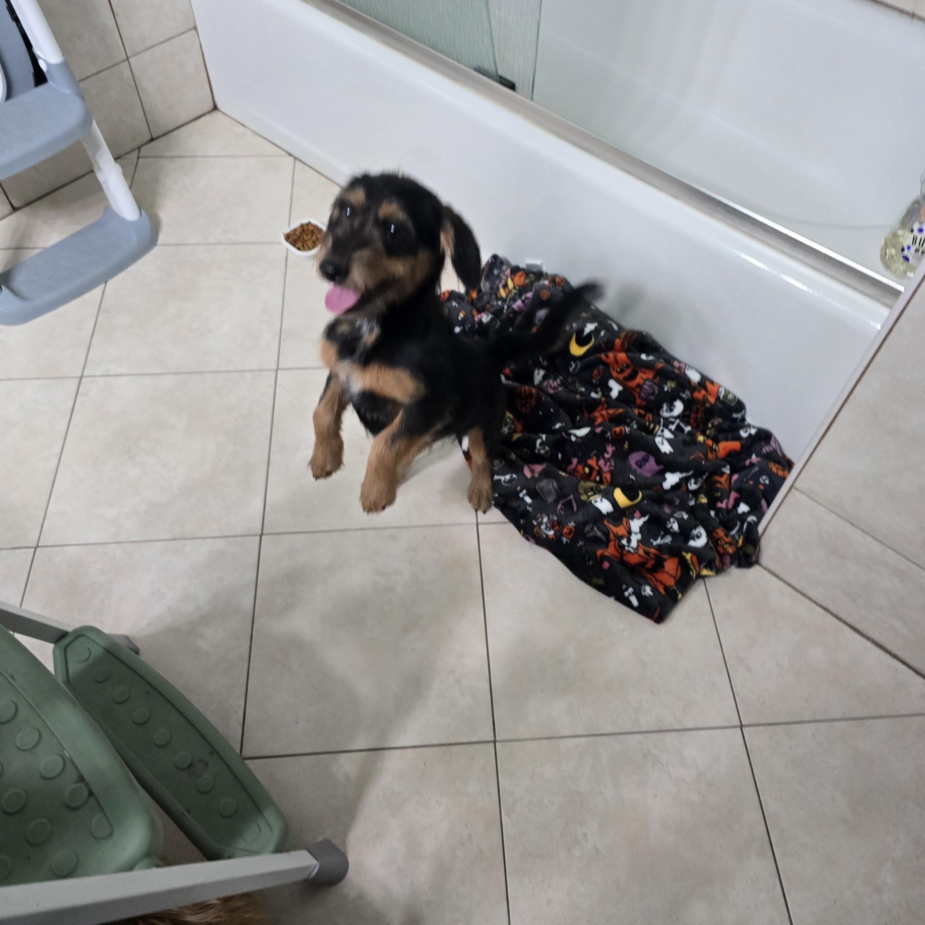 Ranger, a ADOPTABLE mixed breed in Stockton, CA image 6/6