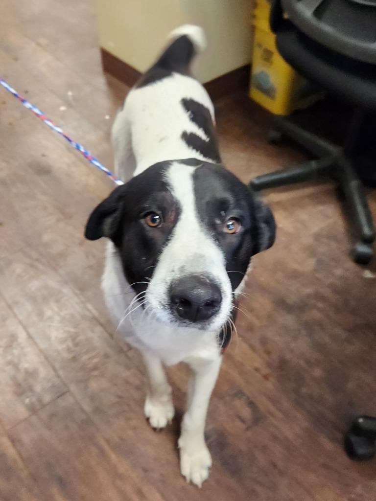 Dog Kennel #14 Diesel, Adoptable, Adult Male Labrador Retriever & Pit Bull Terrier.