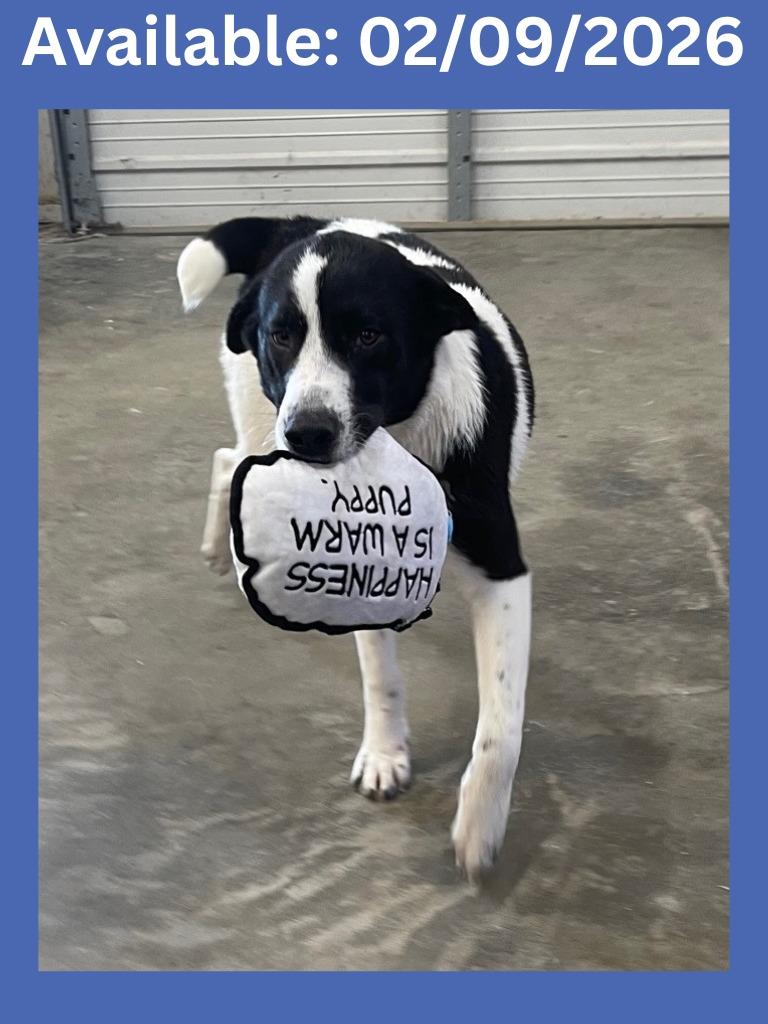 Enlarge Dog Kennel #14 Diesel, a Adoptable mixed breed in Greenville, TX image 2/6