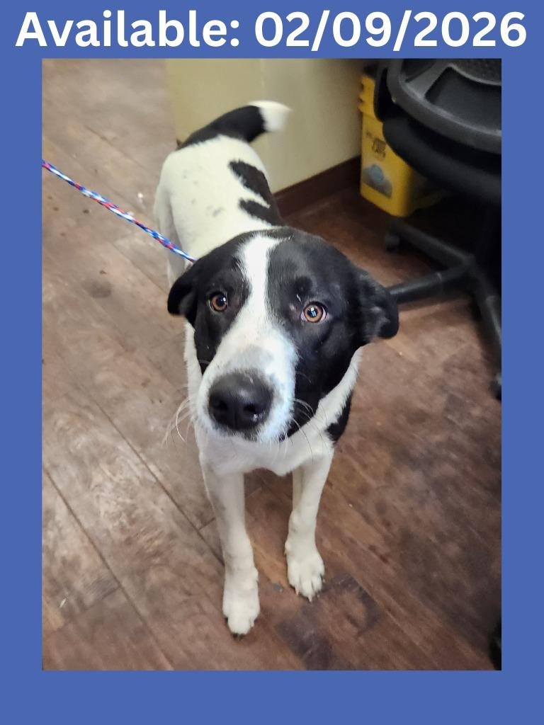 Enlarge Dog Kennel #14 Diesel, a Adoptable mixed breed in Greenville, TX image 3/6