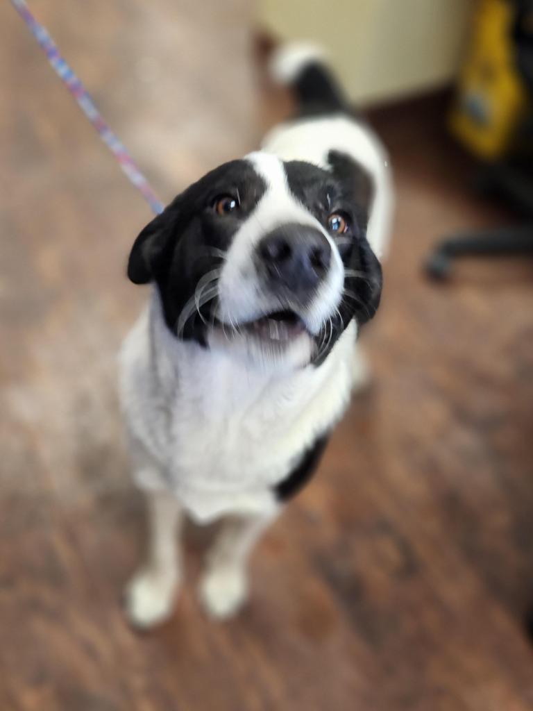Enlarge Dog Kennel #14 Diesel, a Adoptable mixed breed in Greenville, TX image 4/6