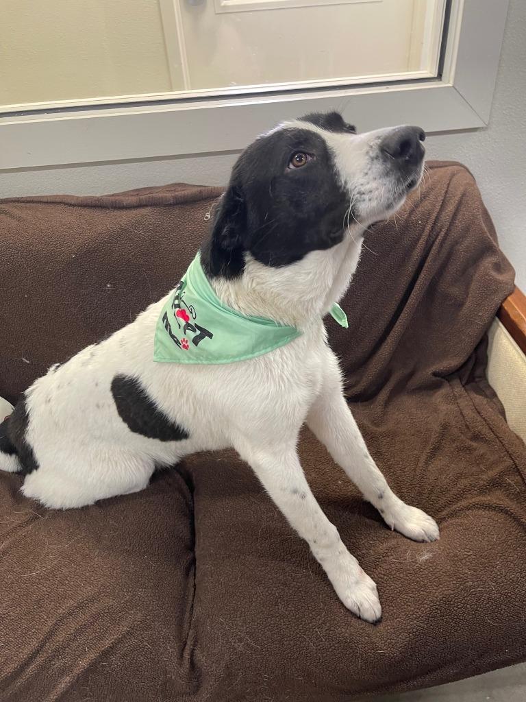 Enlarge Dog Kennel #14 Diesel, a Adoptable mixed breed in Greenville, TX image 6/6