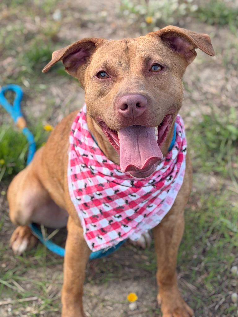 Ffion, Adoptable, Young Female Labrador Retriever & Pit Bull Terrier.