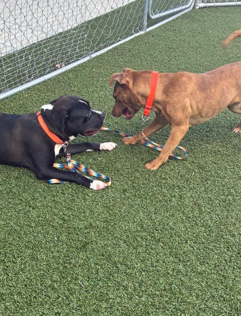 Ffion, a Adoptable mixed breed in Hartsville, SC image 2/6