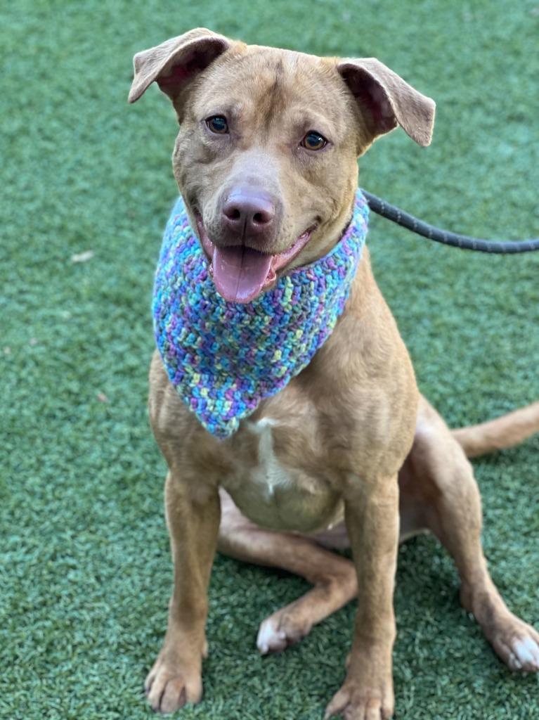 Ffion, a Adoptable mixed breed in Hartsville, SC image 3/6