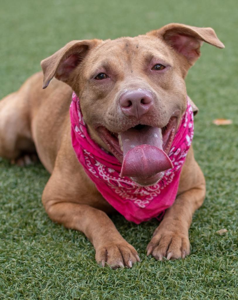 Ffion, a Adoptable mixed breed in Hartsville, SC image 5/6