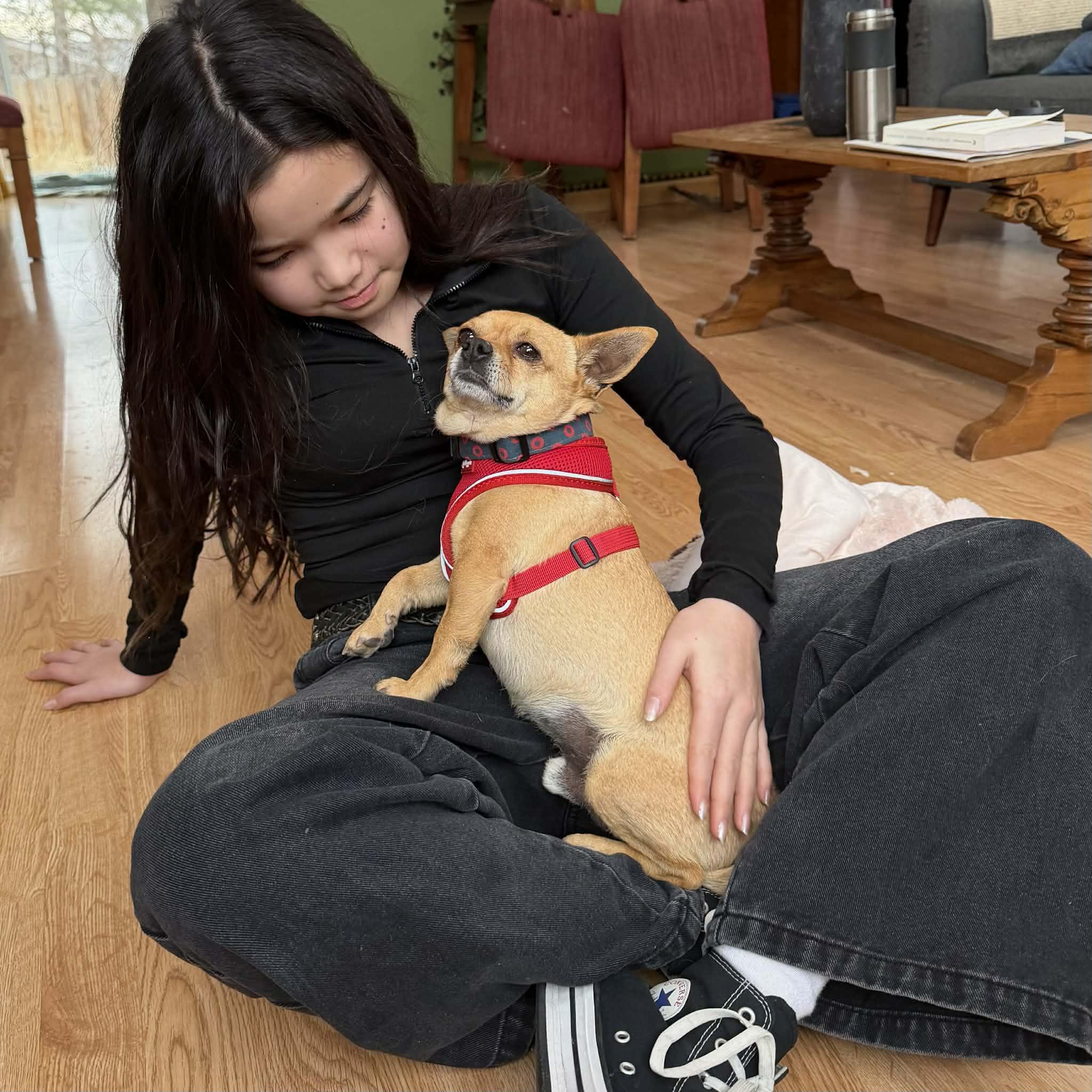 Enlarge Kyle, a ADOPTABLE Chihuahua in Boulder, CO image 3/6