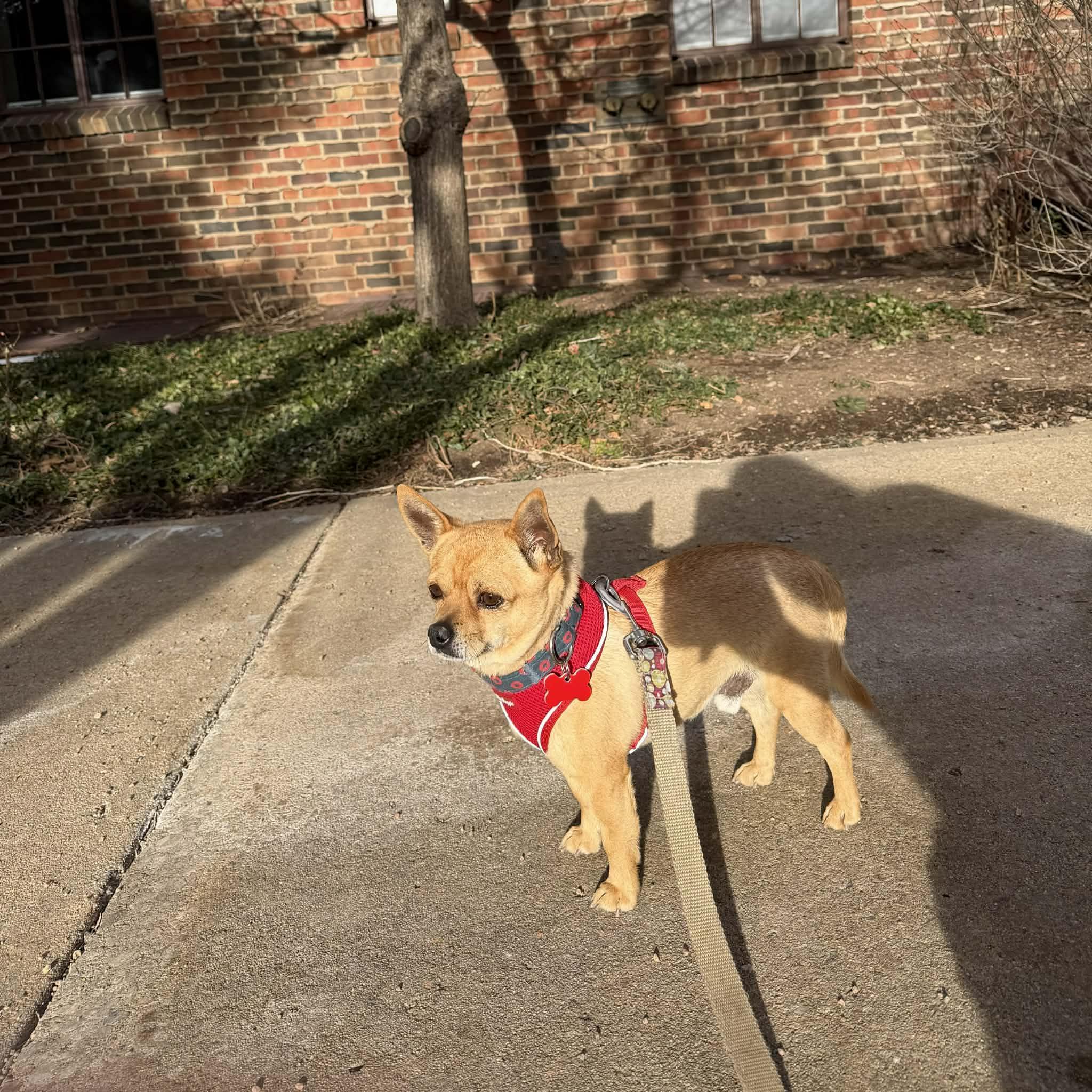 Enlarge Kyle, a ADOPTABLE Chihuahua in Boulder, CO image 5/6