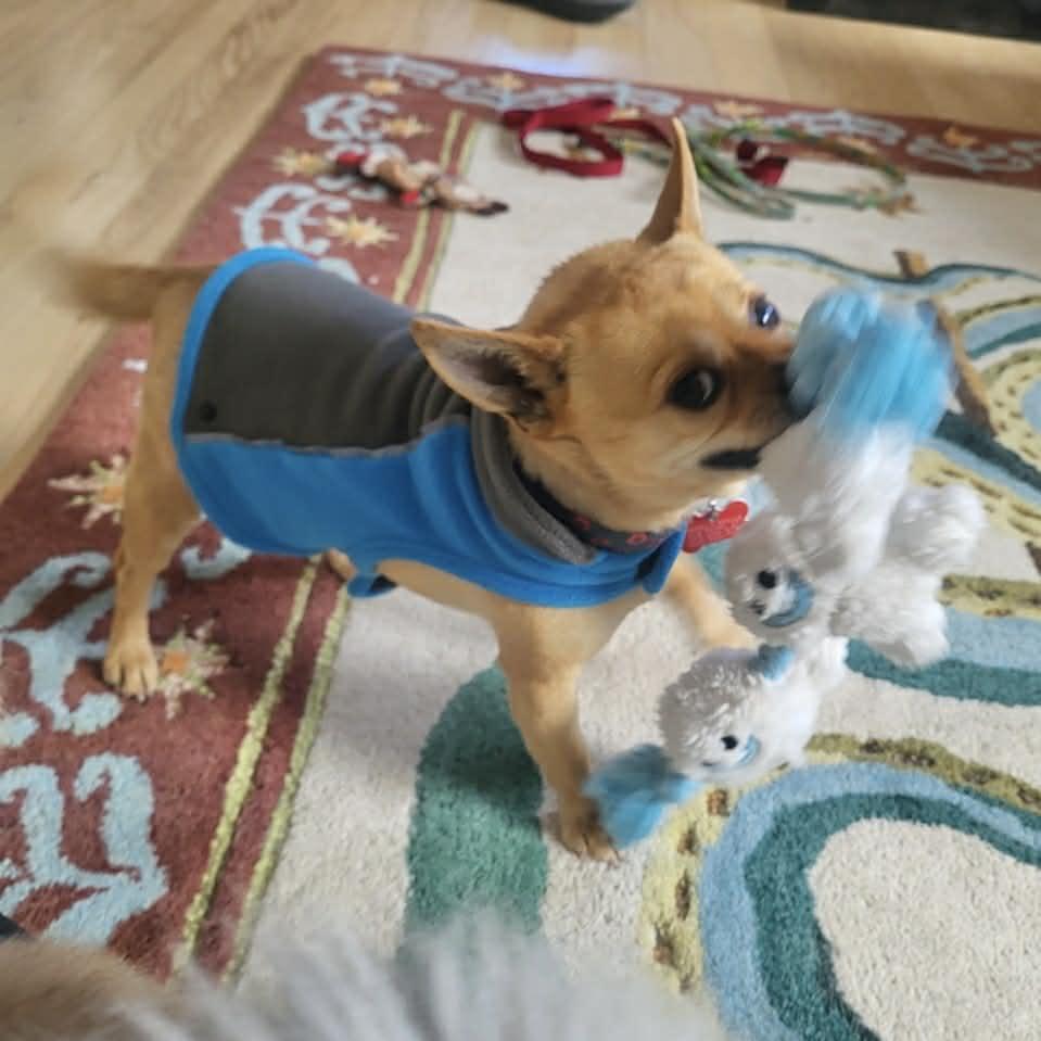 Enlarge Kyle, a ADOPTABLE Chihuahua in Boulder, CO image 2/6