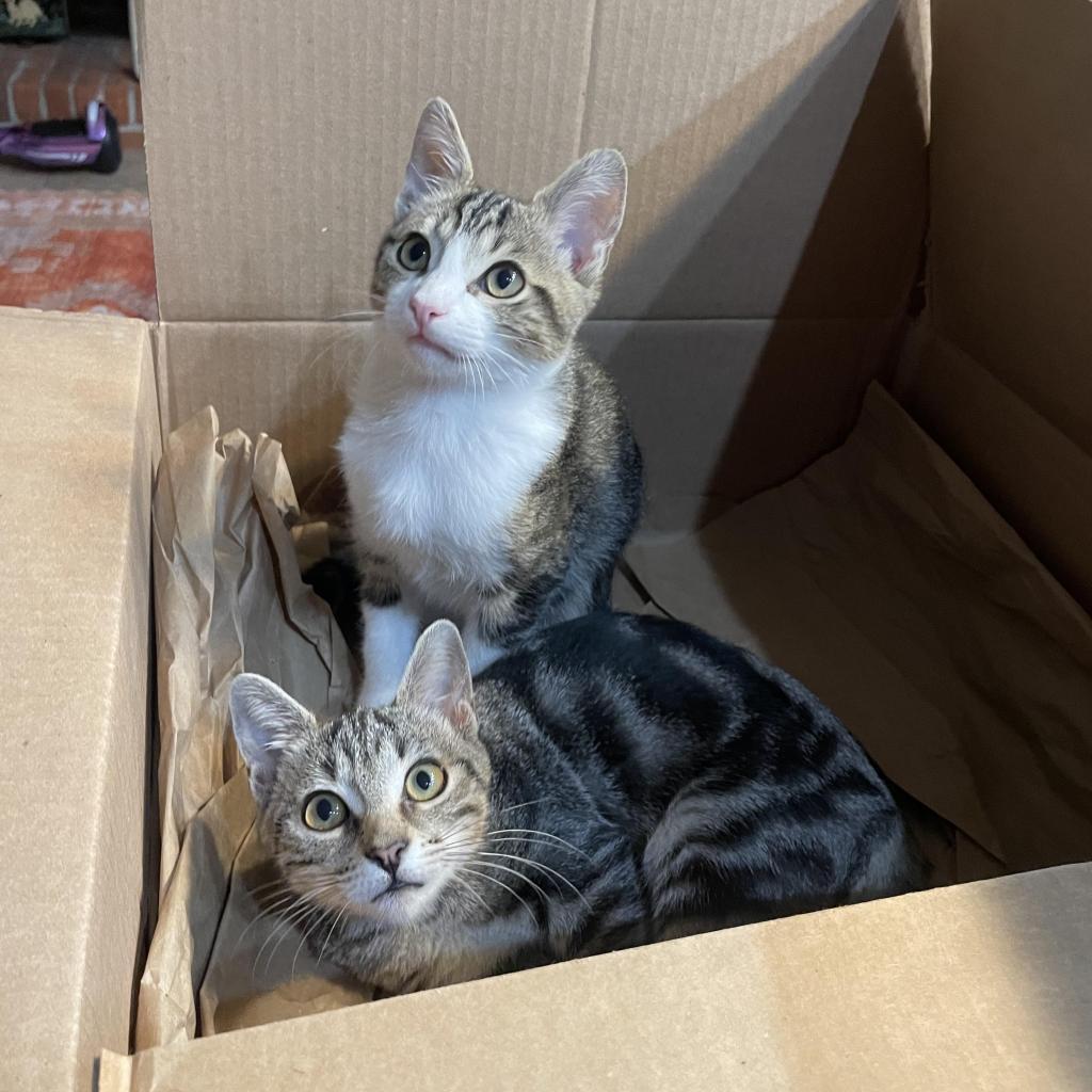 Toby, Adoptable, Adult Male Domestic Short Hair.