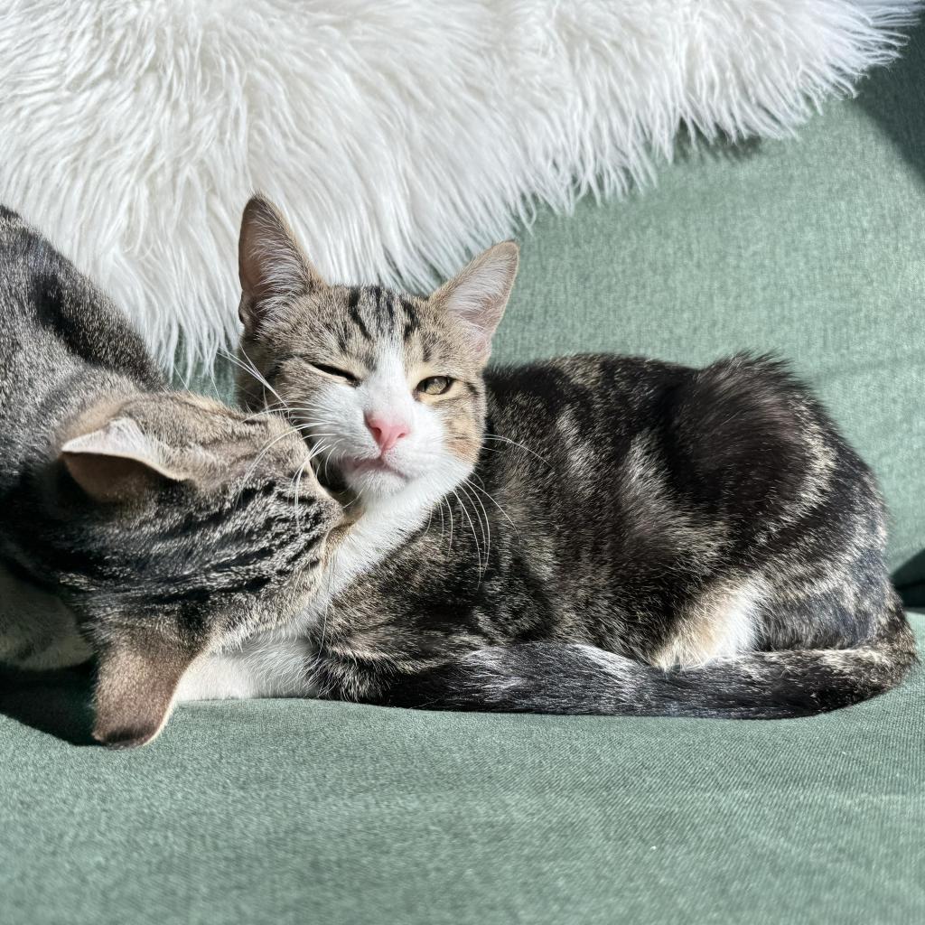 Toby, a Adoptable Domestic Short Hair in Huntsville, AL image 6/6