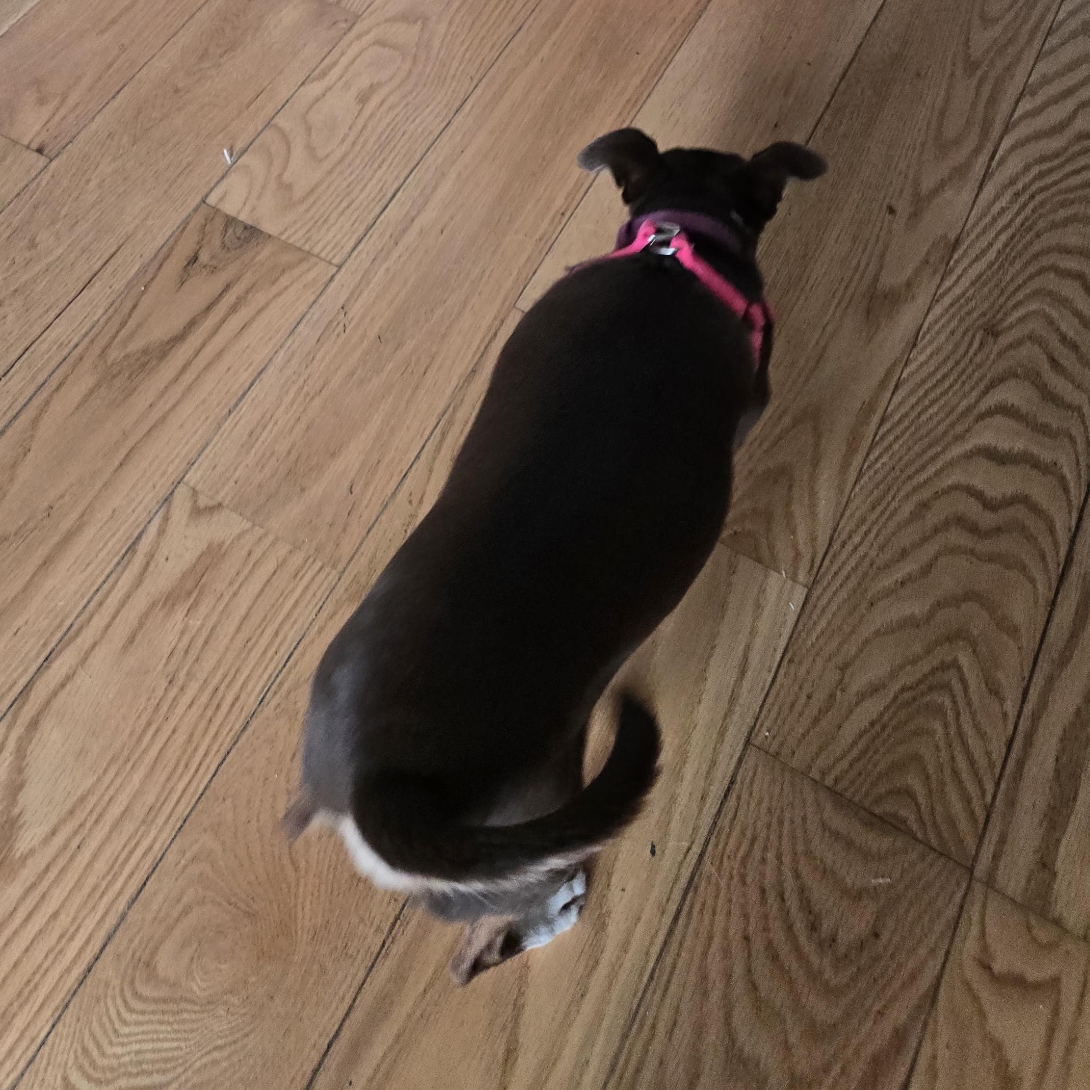 Lilly, a Adoptable Chihuahua in West Valley, UT image 4/4