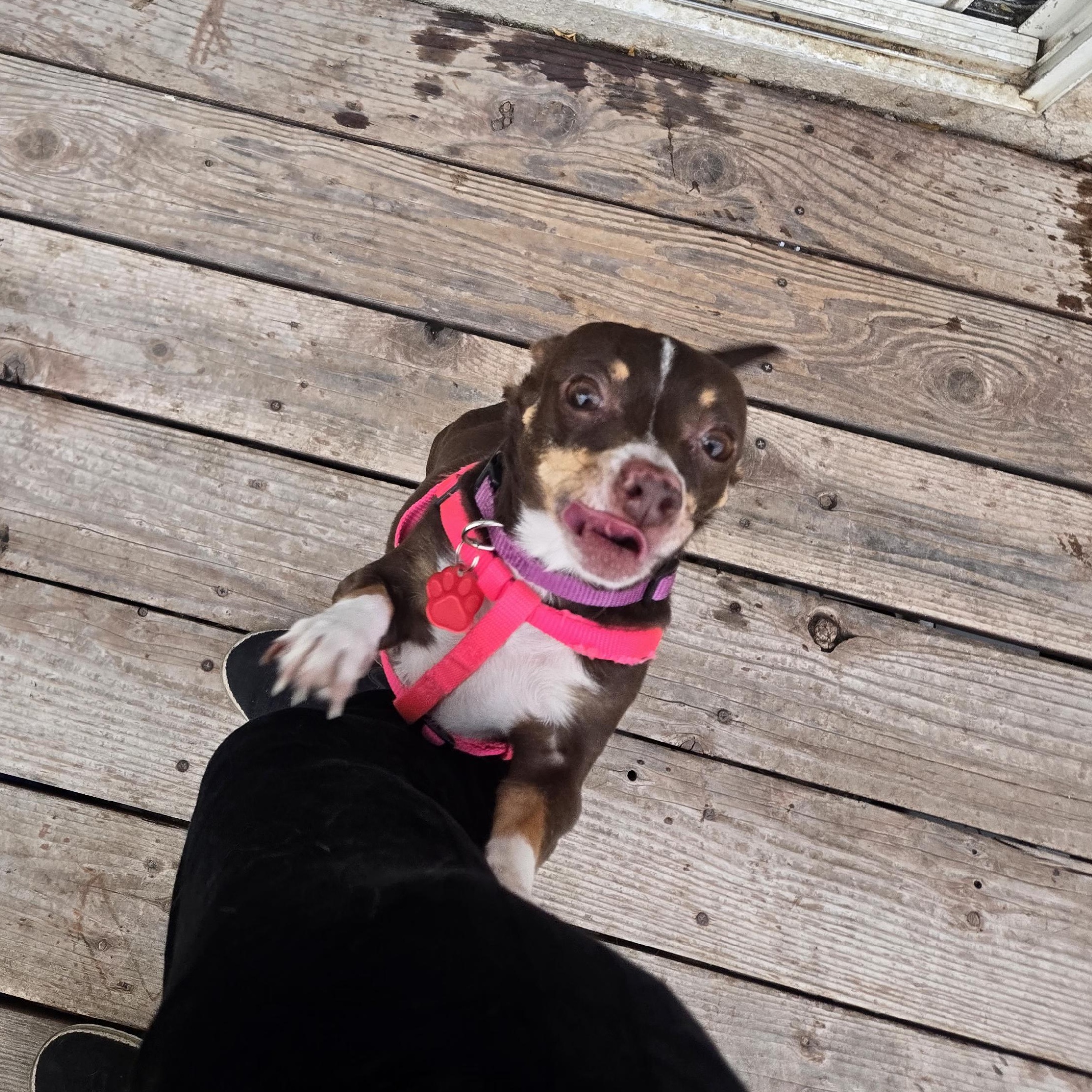 Lilly, Adoptable, Adult Female Chihuahua.