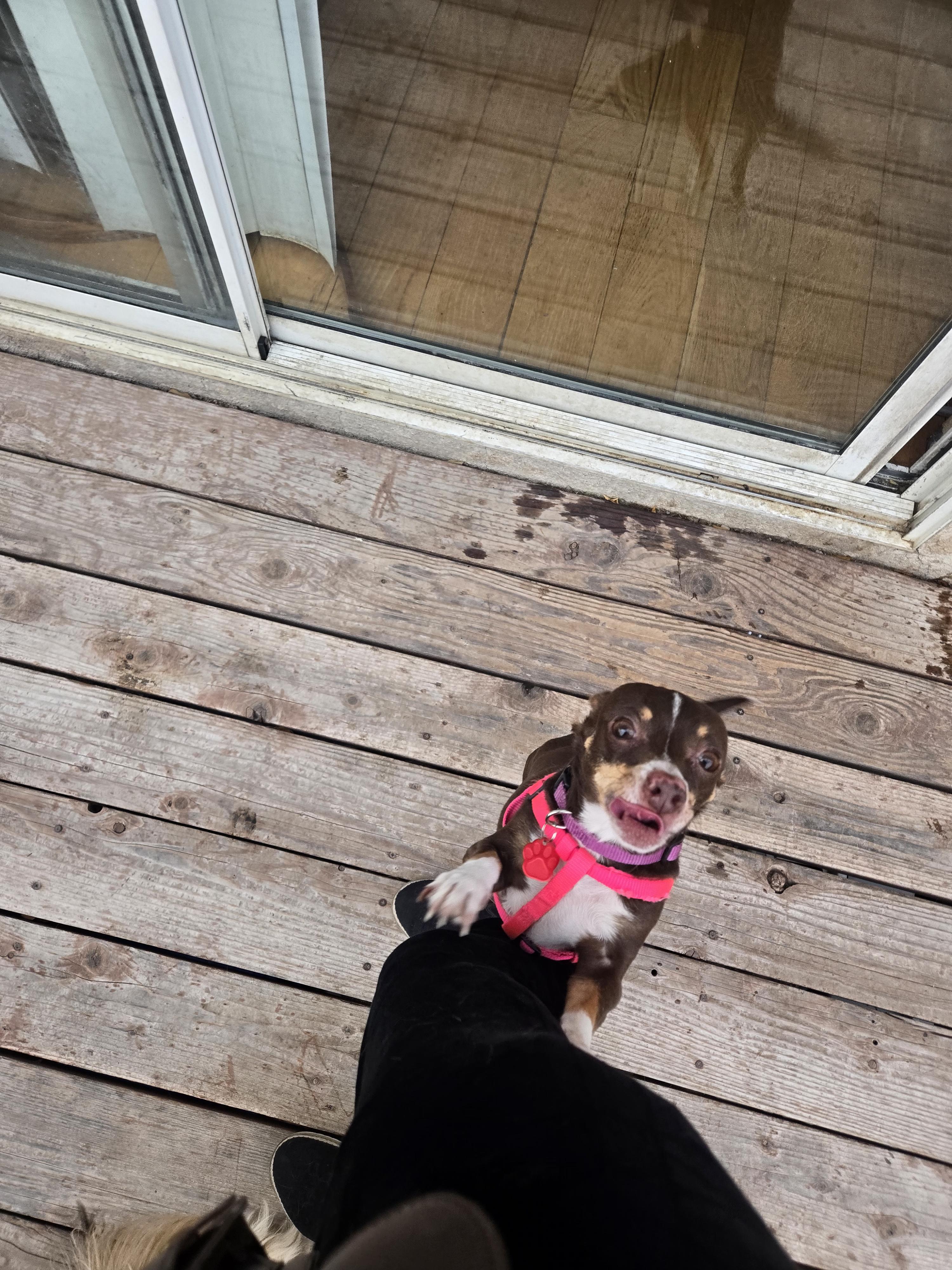 Lilly, a Adoptable Chihuahua in West Valley, UT image 3/4