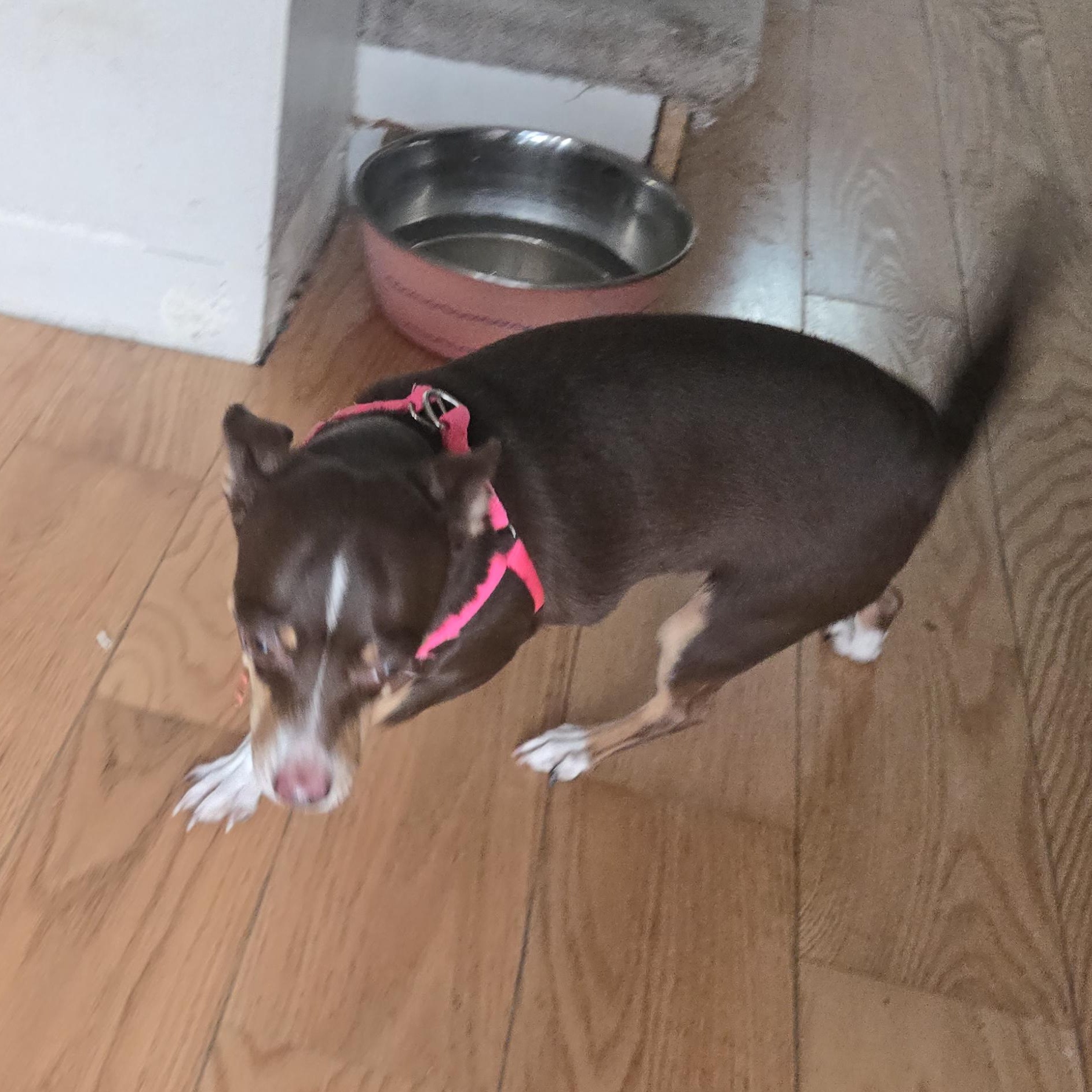 Lilly, a Adoptable Chihuahua in West Valley, UT image 2/4