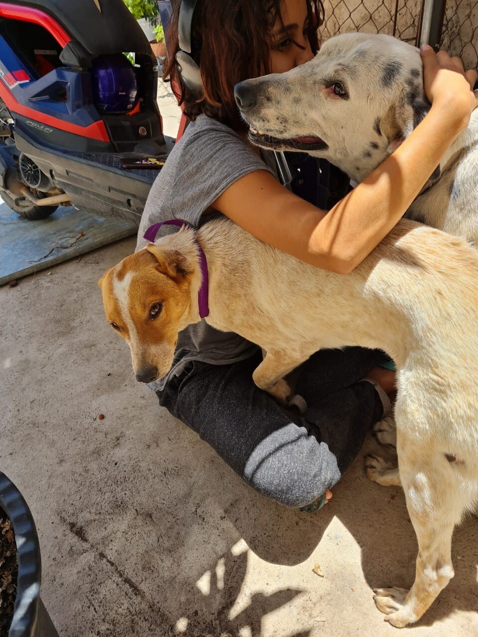 Luke, Adoptable, Adult Male Dalmatian.