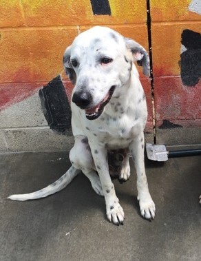Luke, a Adoptable mixed breed in Newport Beach, CA image 2/12