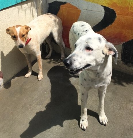 Luke, a Adoptable mixed breed in Newport Beach, CA image 3/12
