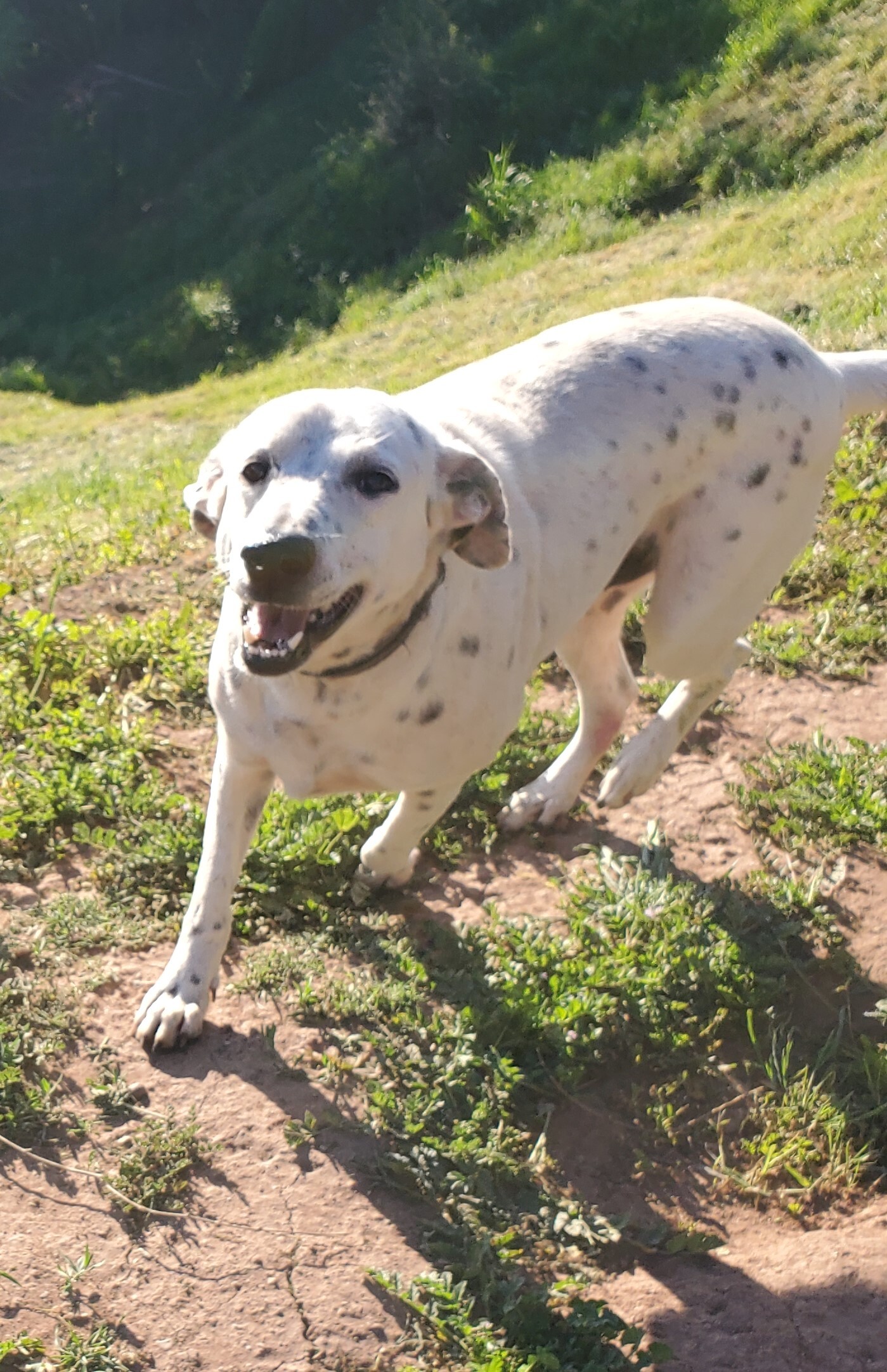 Luke, a Adoptable mixed breed in Newport Beach, CA image 4/12