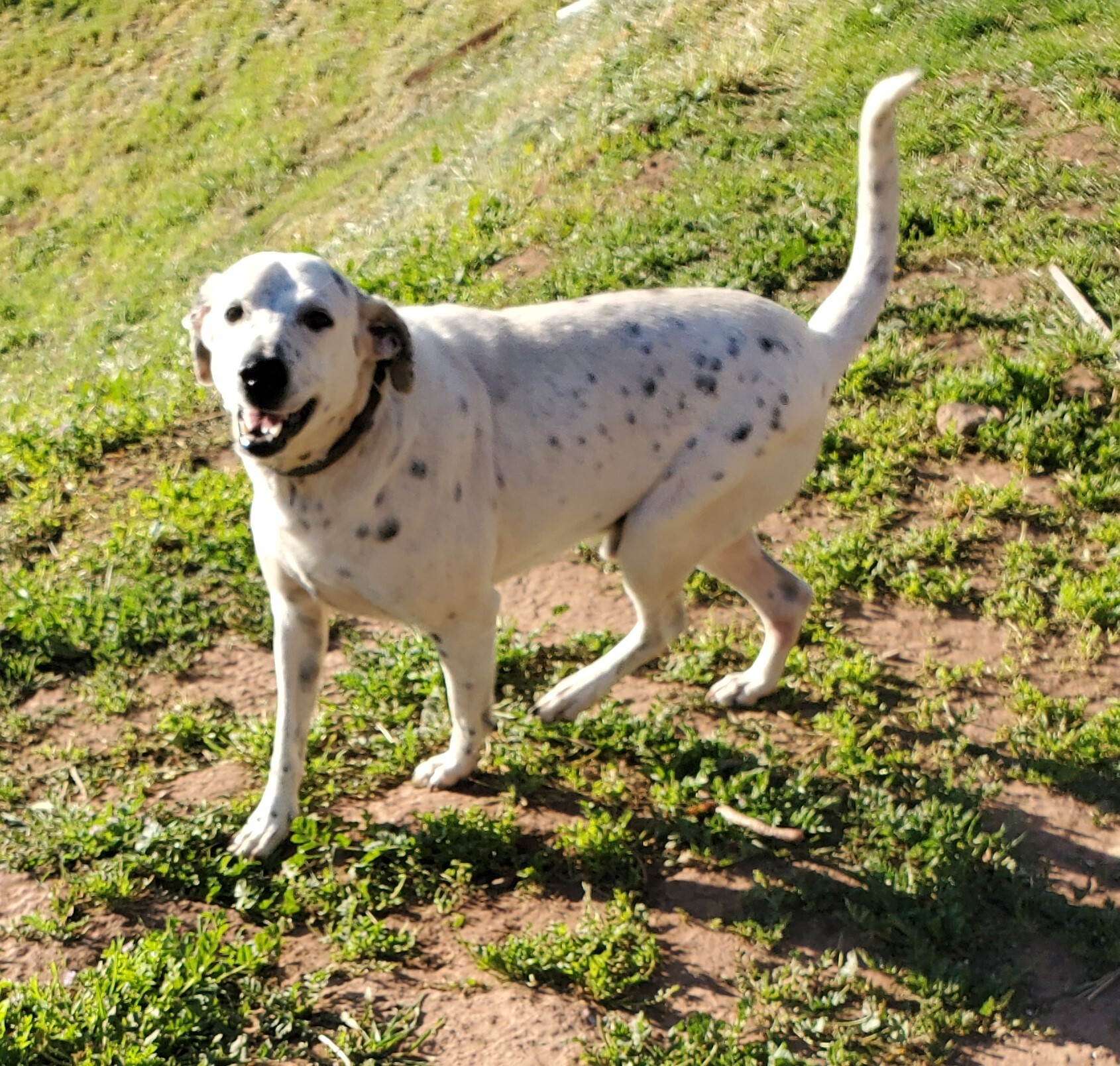 Luke, a Adoptable mixed breed in Newport Beach, CA image 5/12