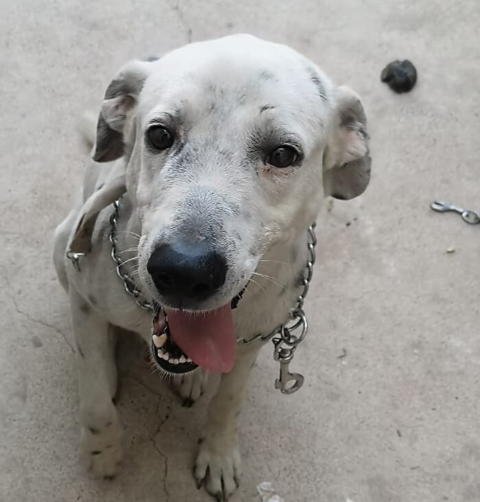 Luke, a Adoptable mixed breed in Newport Beach, CA image 6/12