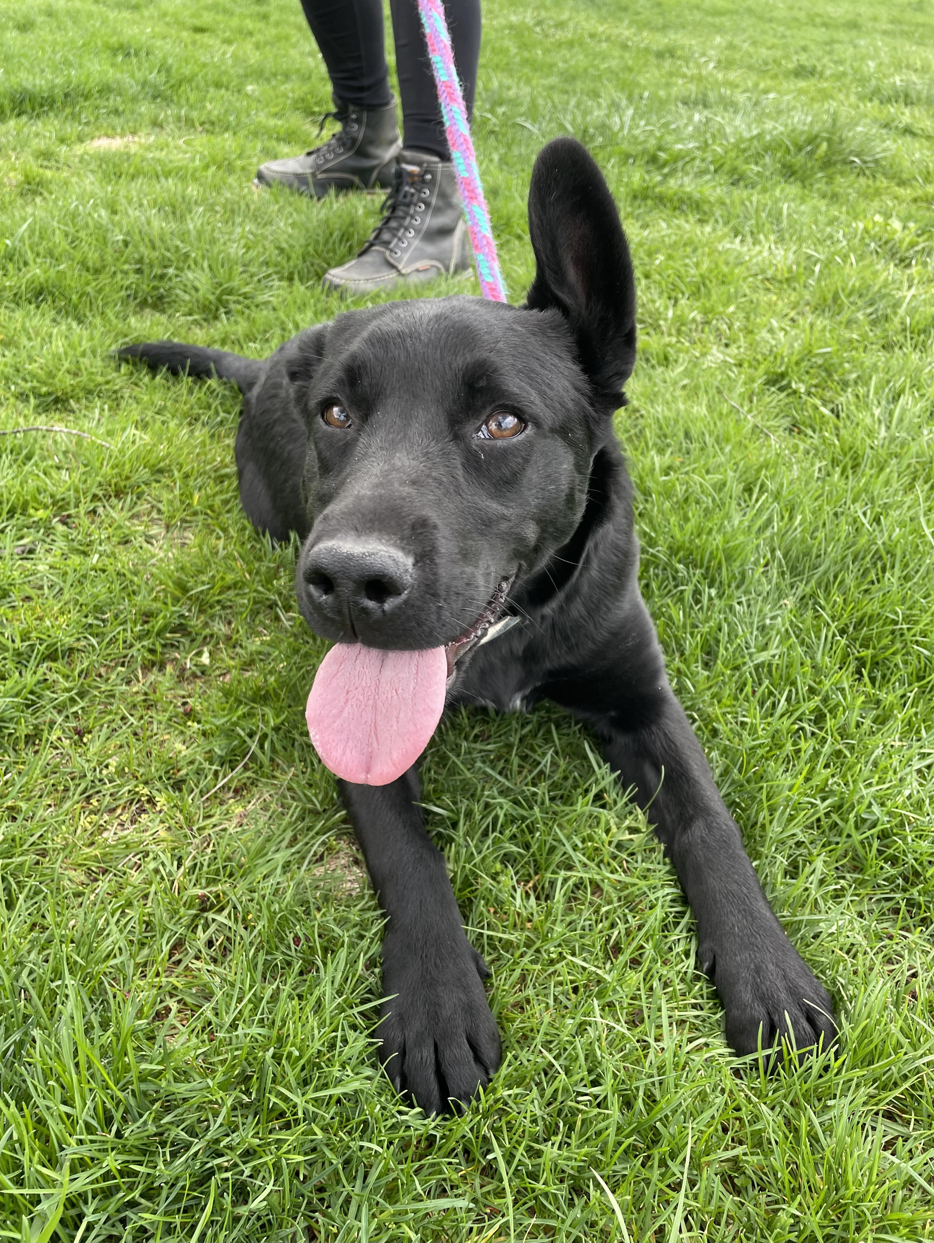 Enlarge Bonnie, a Adoptable mixed breed in Oxford, MI image 2/6