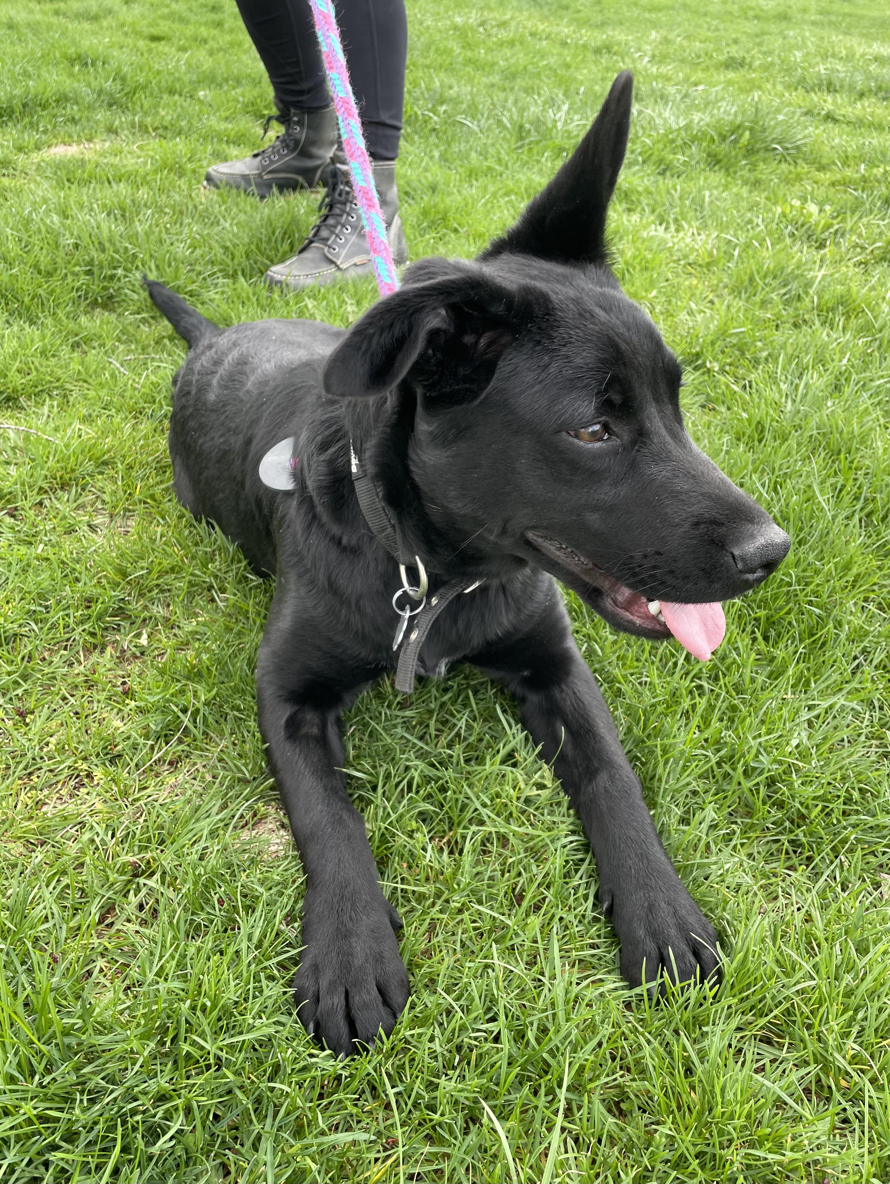 Enlarge Bonnie, a Adoptable mixed breed in Oxford, MI image 6/6