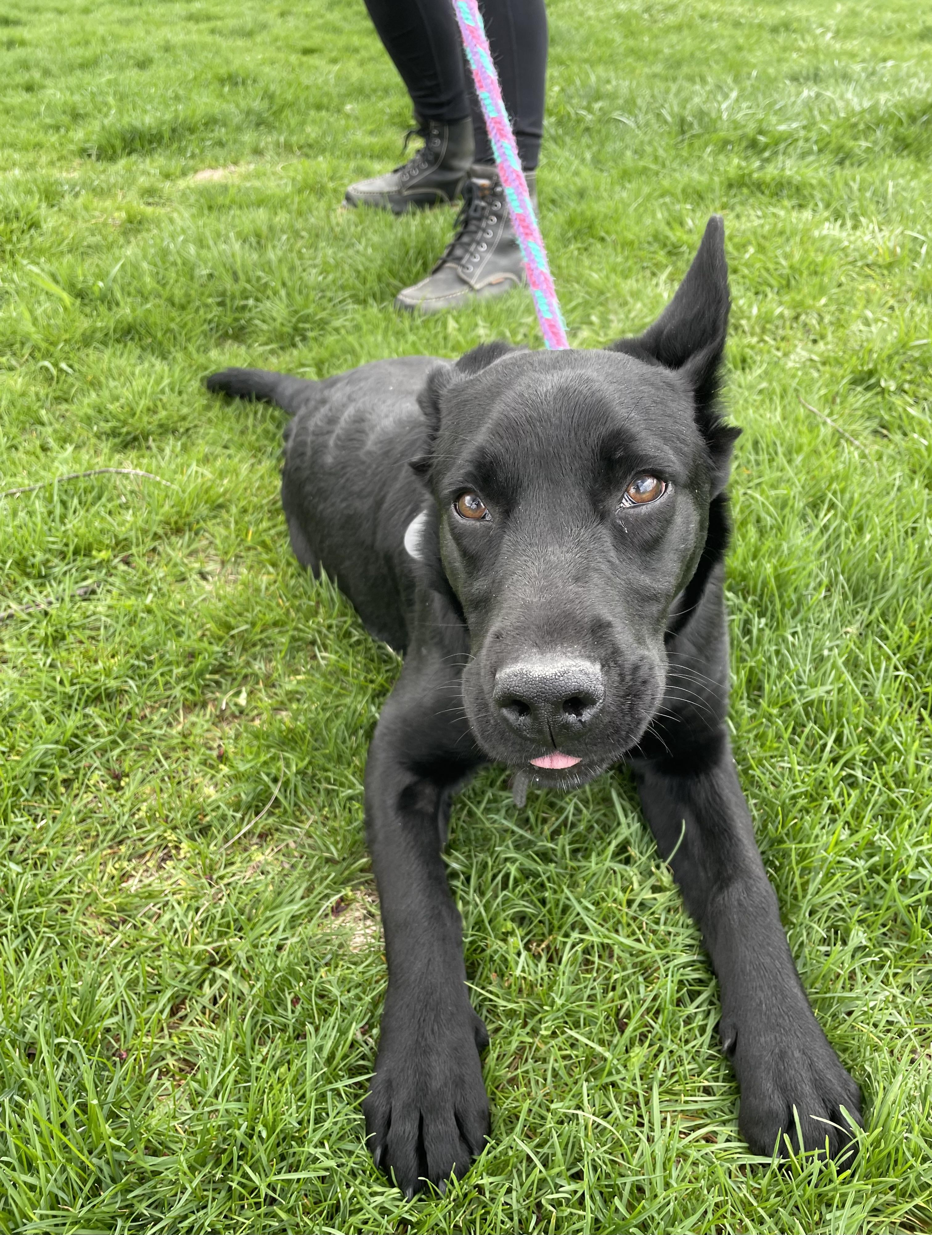 Enlarge Bonnie, a Adoptable mixed breed in Oxford, MI image 1/6