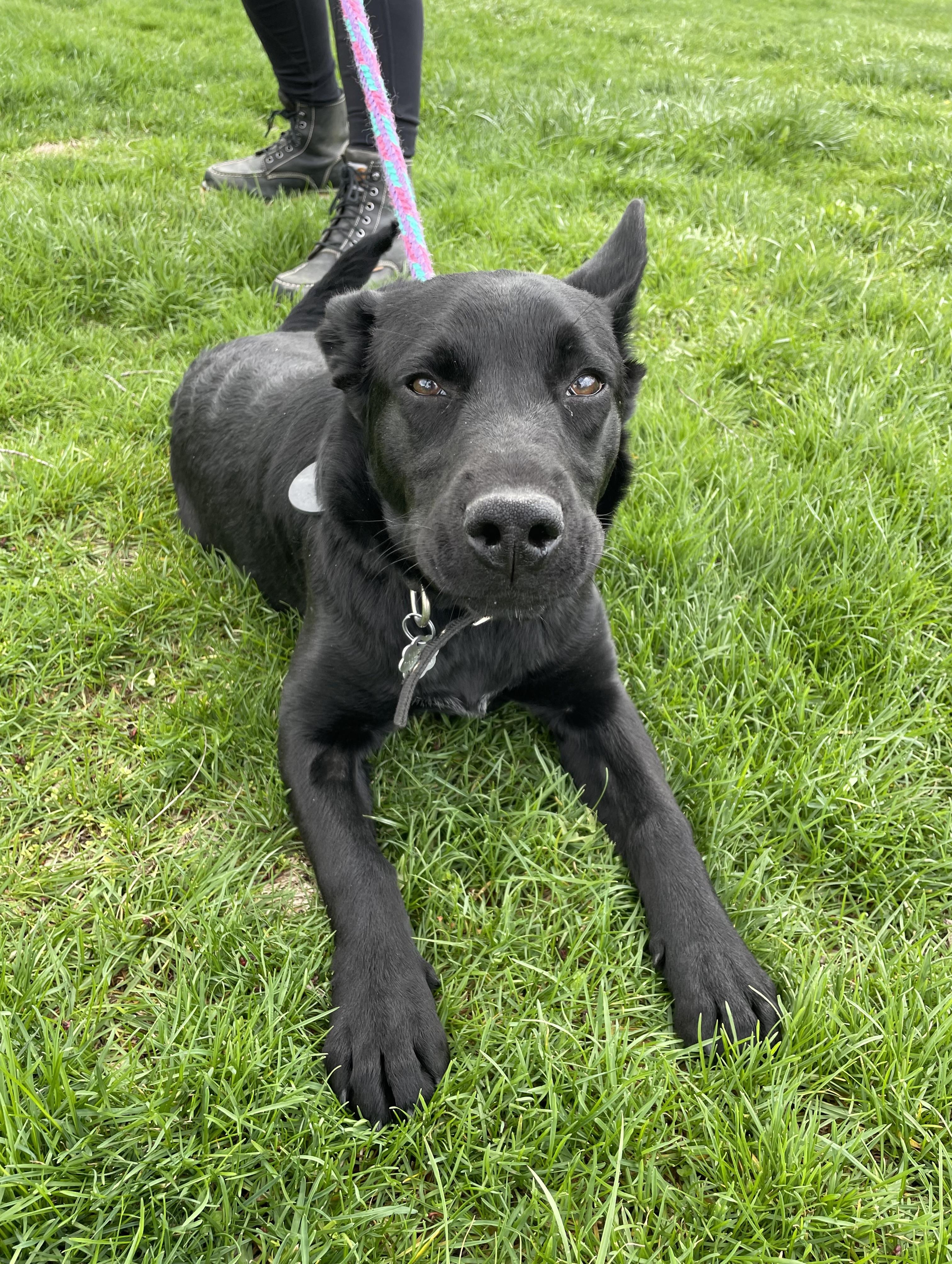 Enlarge Bonnie, a Adoptable mixed breed in Oxford, MI image 4/6