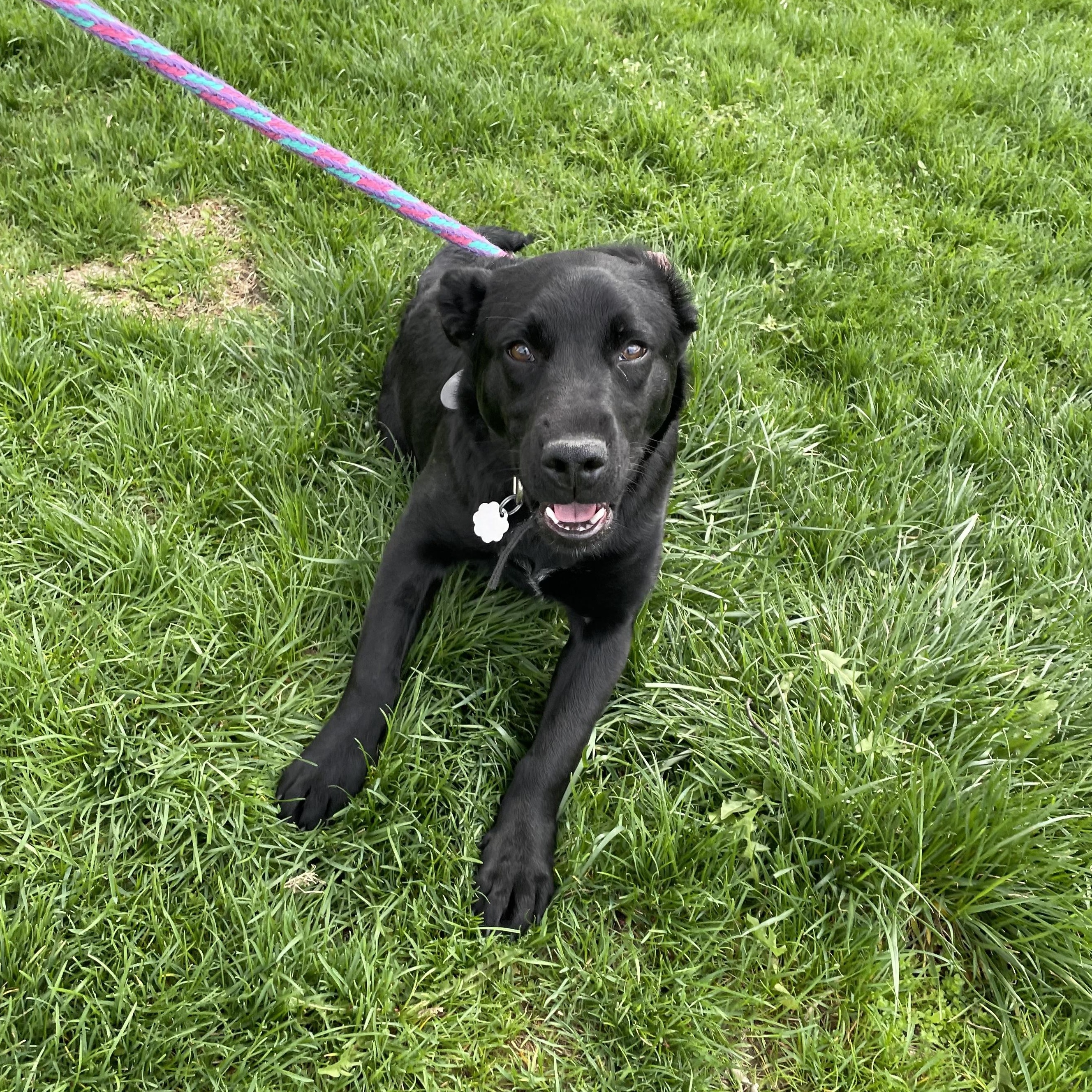 Enlarge Bonnie, a Adoptable mixed breed in Oxford, MI image 3/6