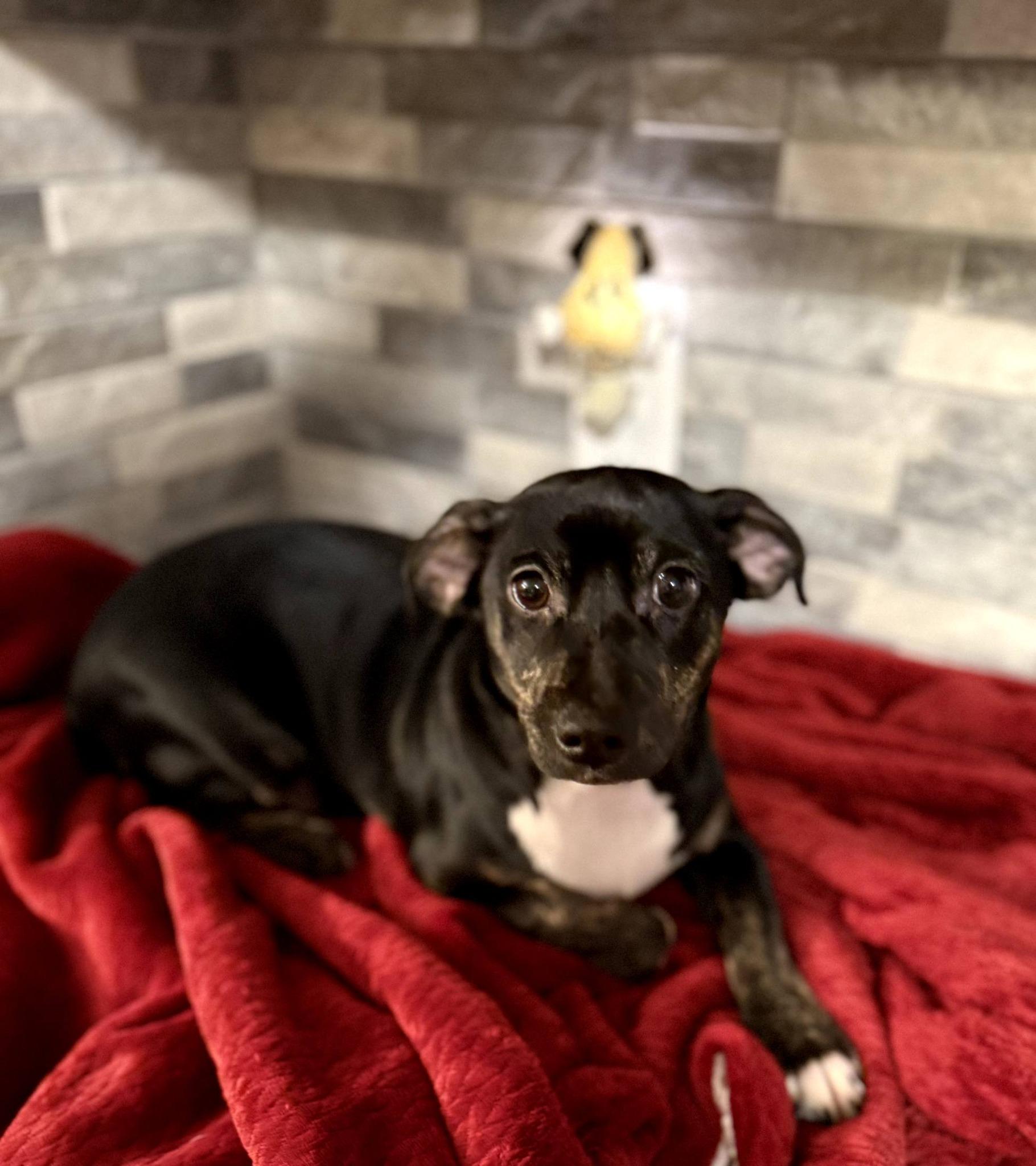 Enlarge Porky, a Adoptable mixed breed in East Sparta, OH image 2/3